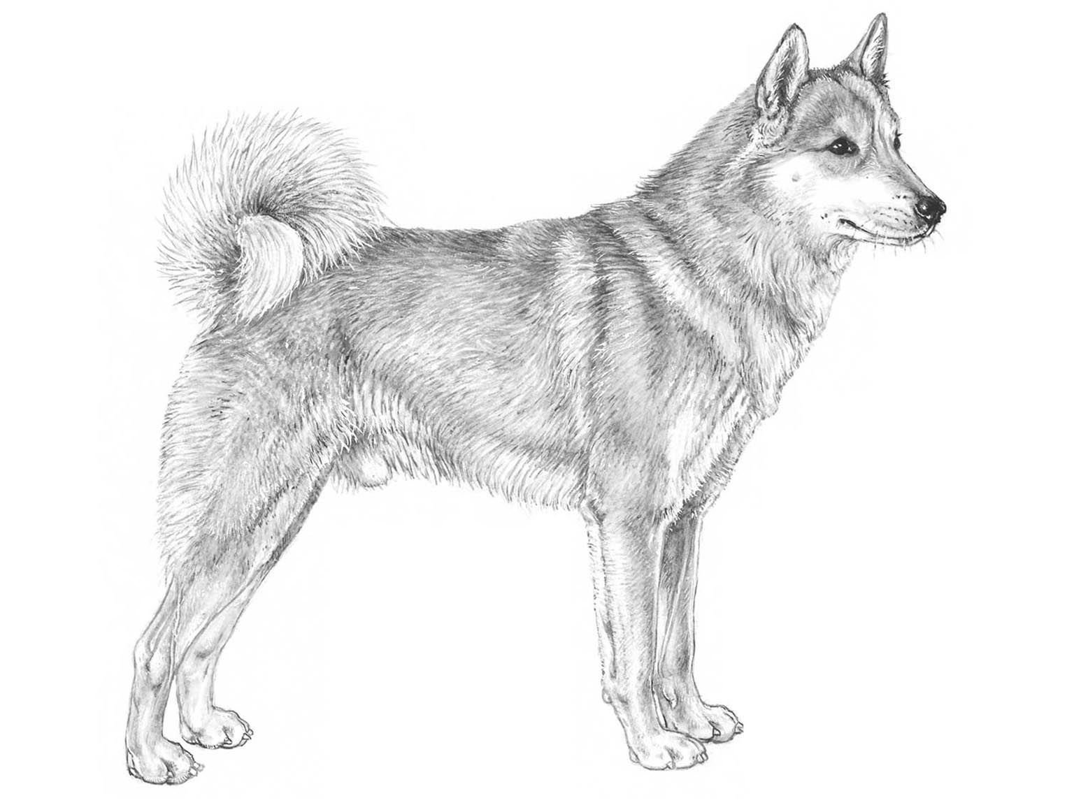Illustration av hundrasen västsibirisk lajka