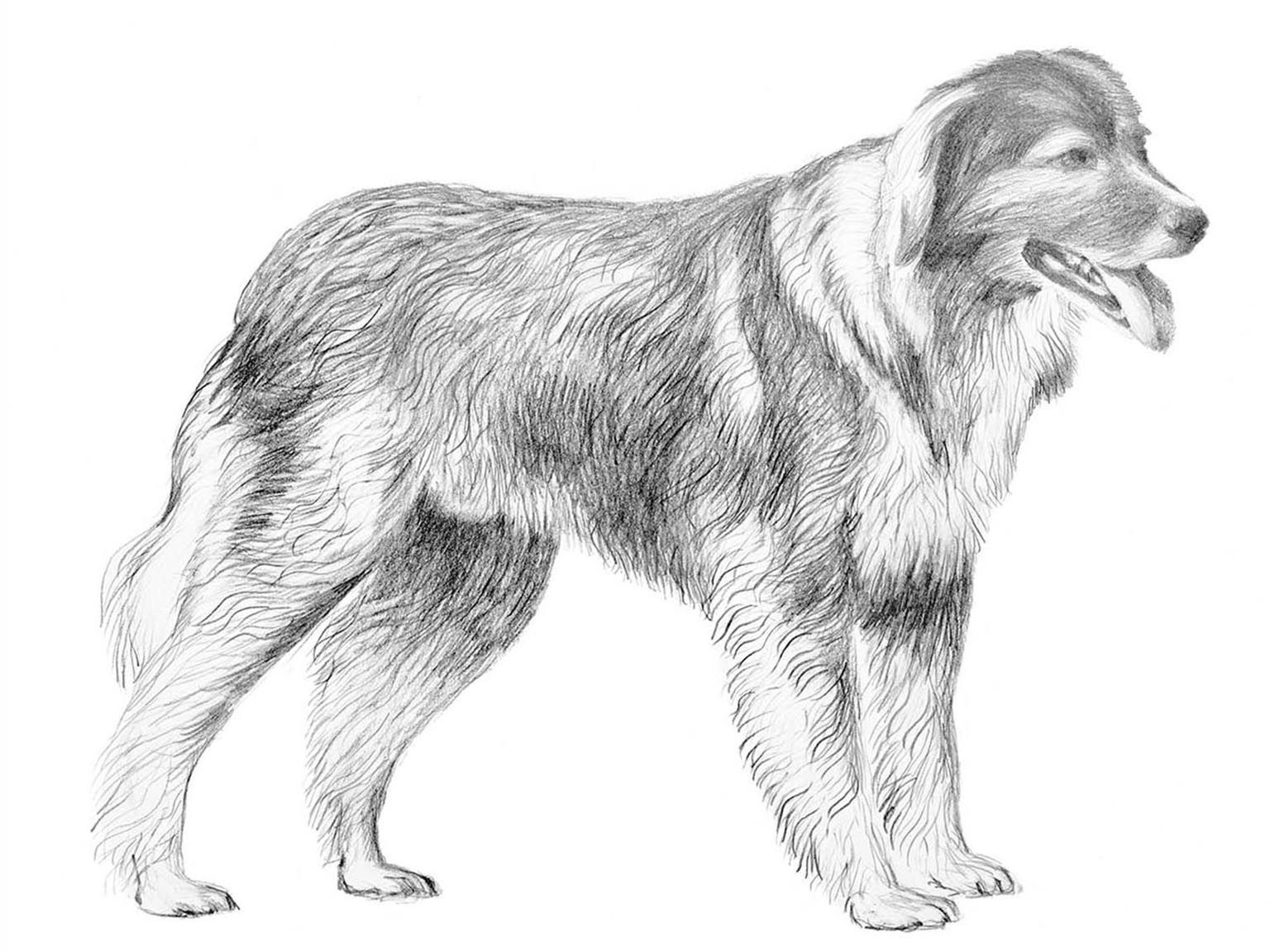 Illustration av hundrasen ciobanesc romanesc carpatin