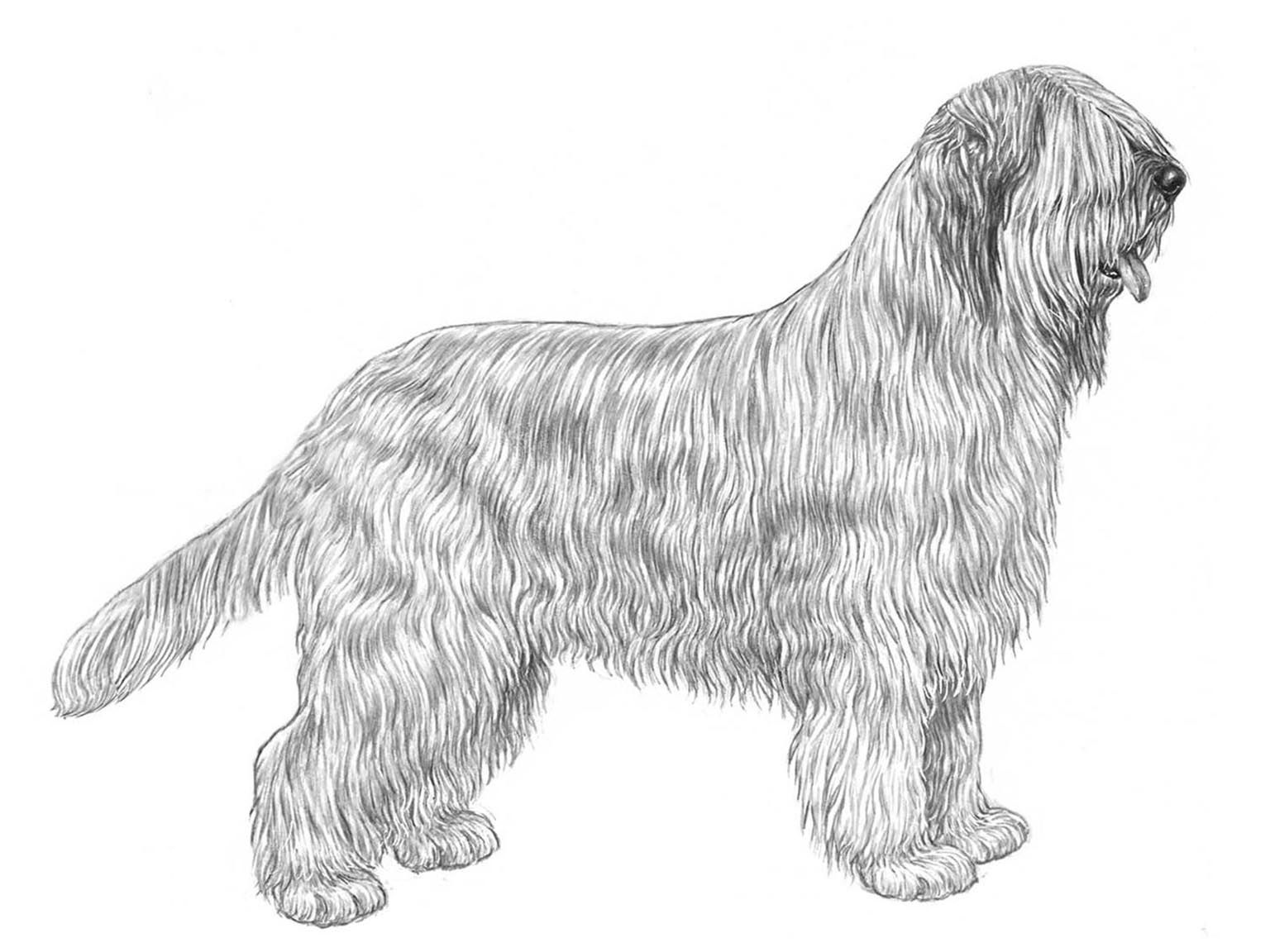 Illustration av hundrasen briard