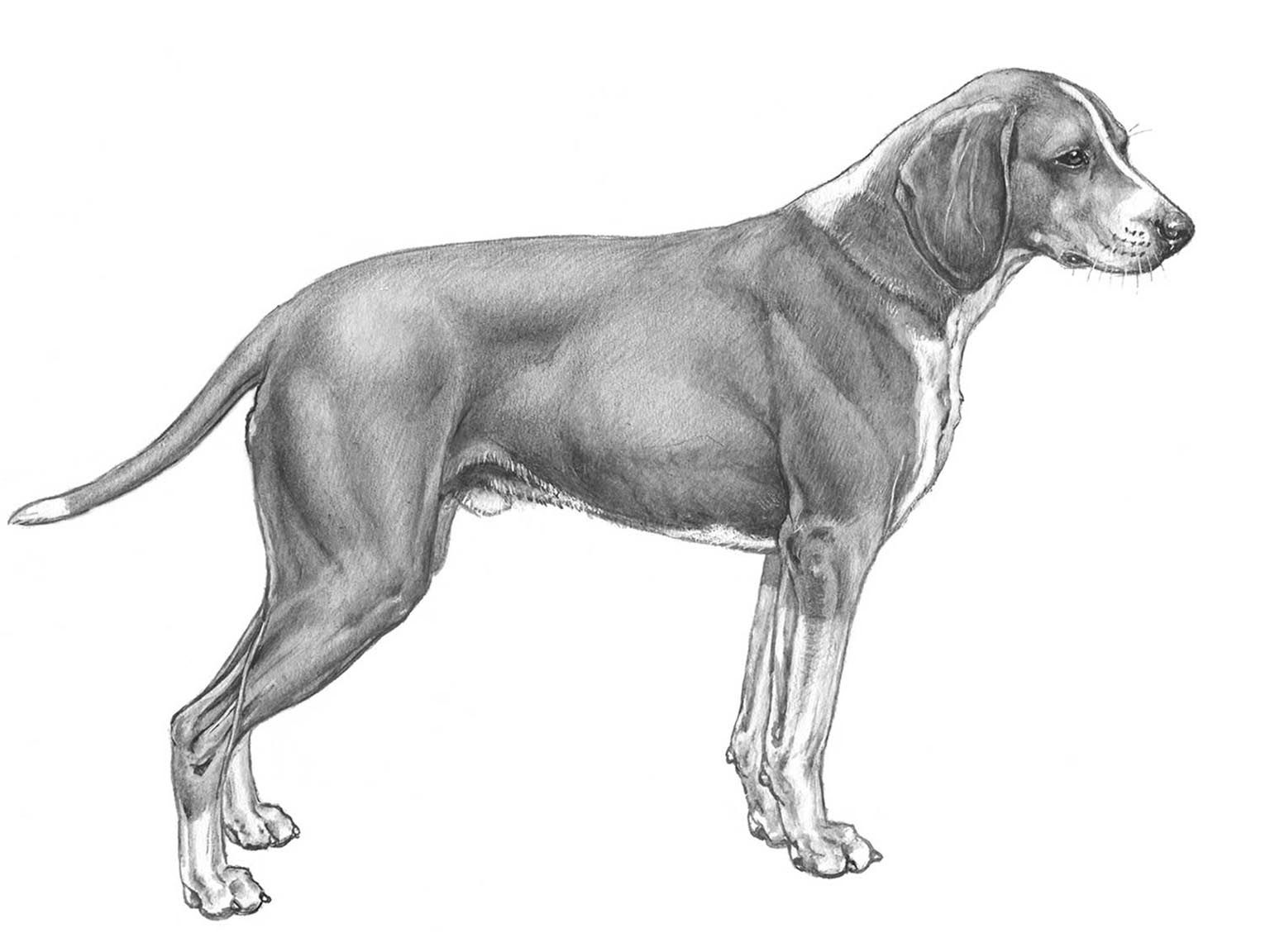 Illustration av hundrasen hygenströvare