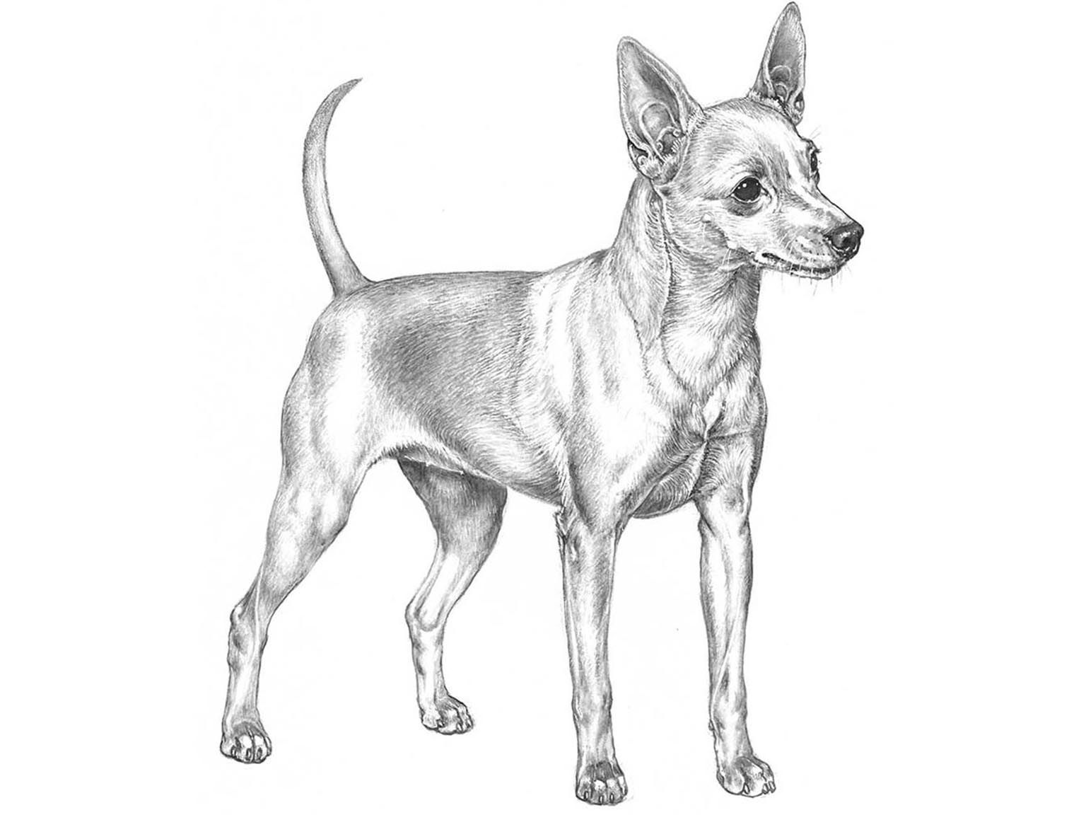 Illustration av hundrasen dvärgpinscher