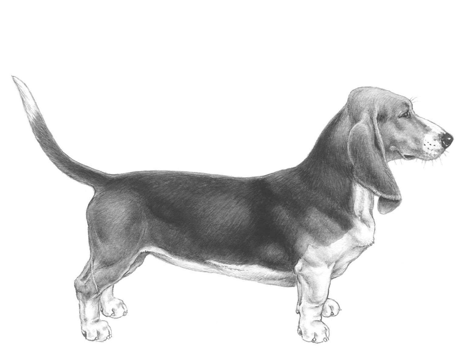 Illustration av hundrasen basset artésien normand