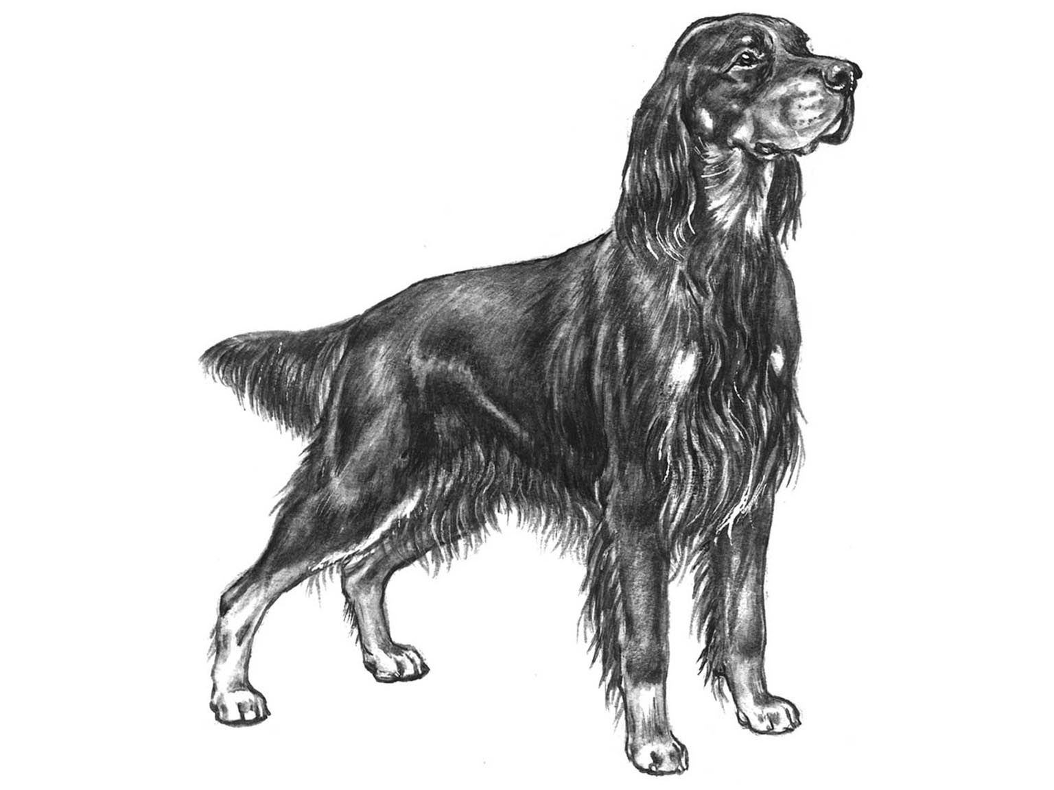 Illustration av hundrasen gordonsetter