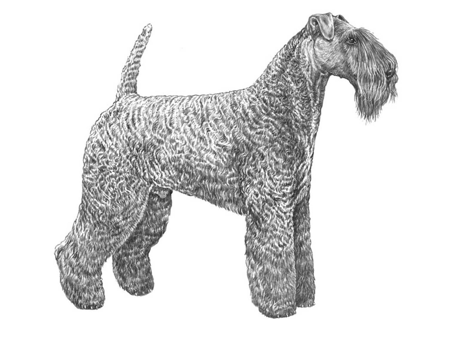 Illustration av hundrasen Kerry blue terrier