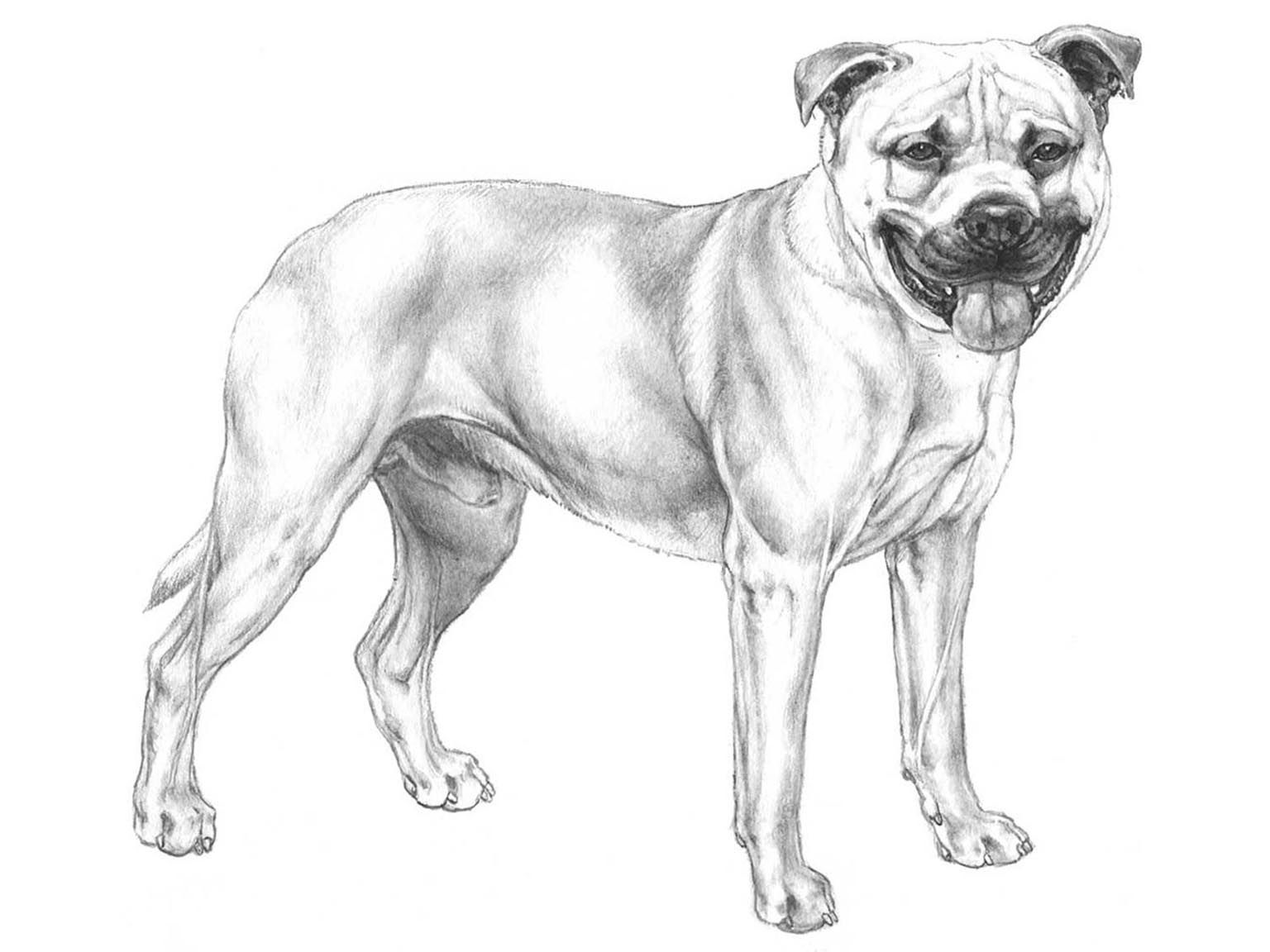 Illustration av hundrasen perro dogo mallorquin ca de bou