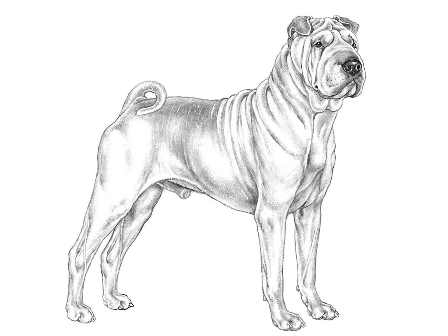 Illustration av hundrasen shar pei