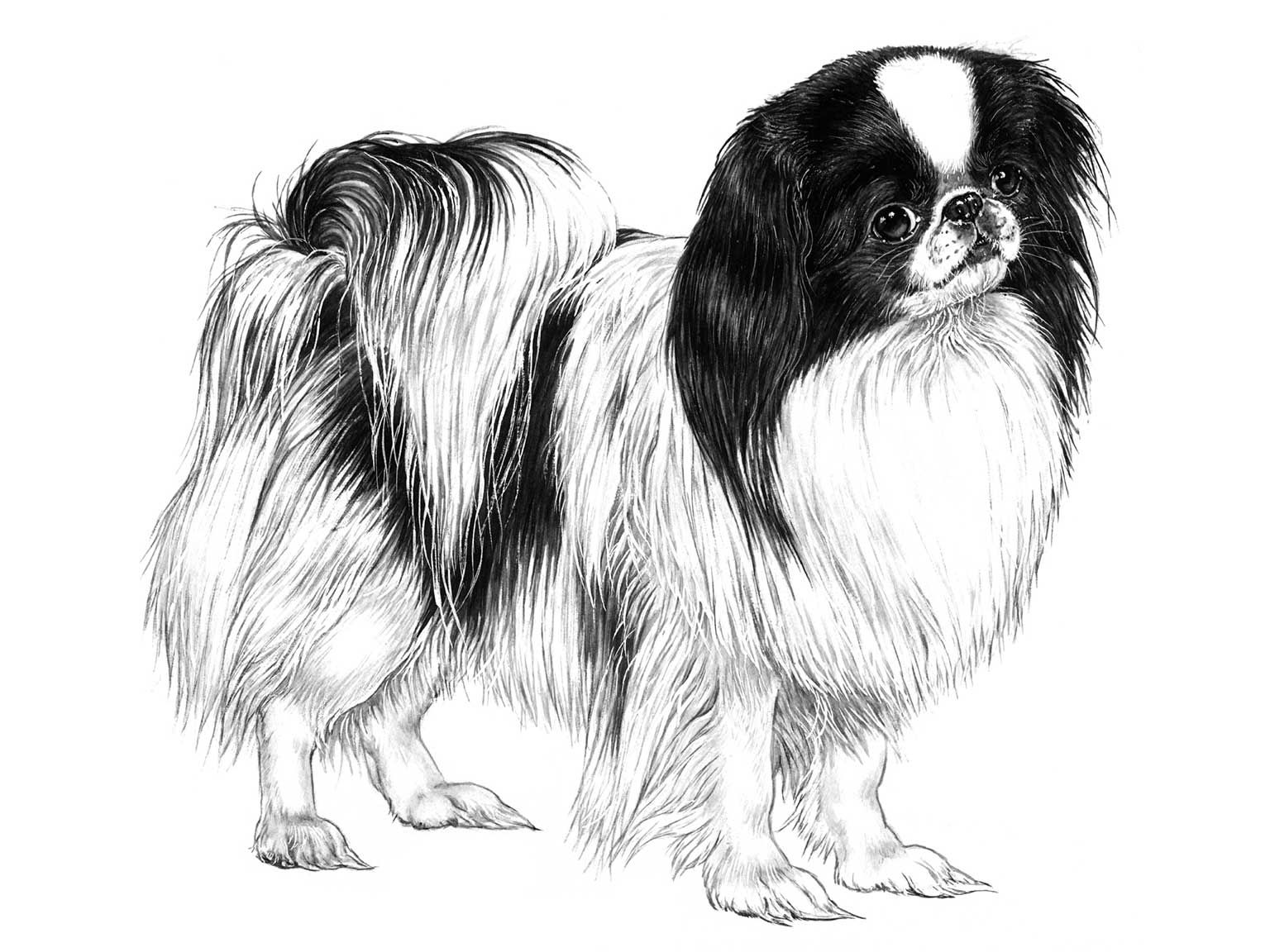 Illustration av hundrasen japanese chin