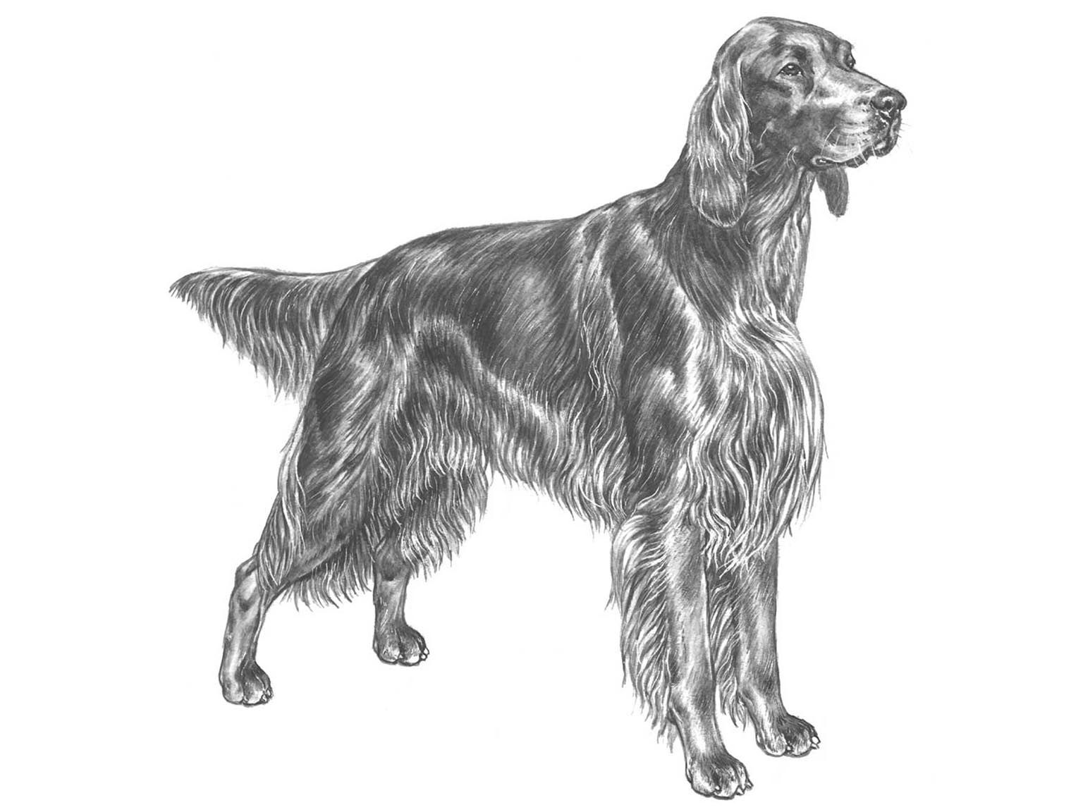 Illustration av hundrasen irländsk röd setter