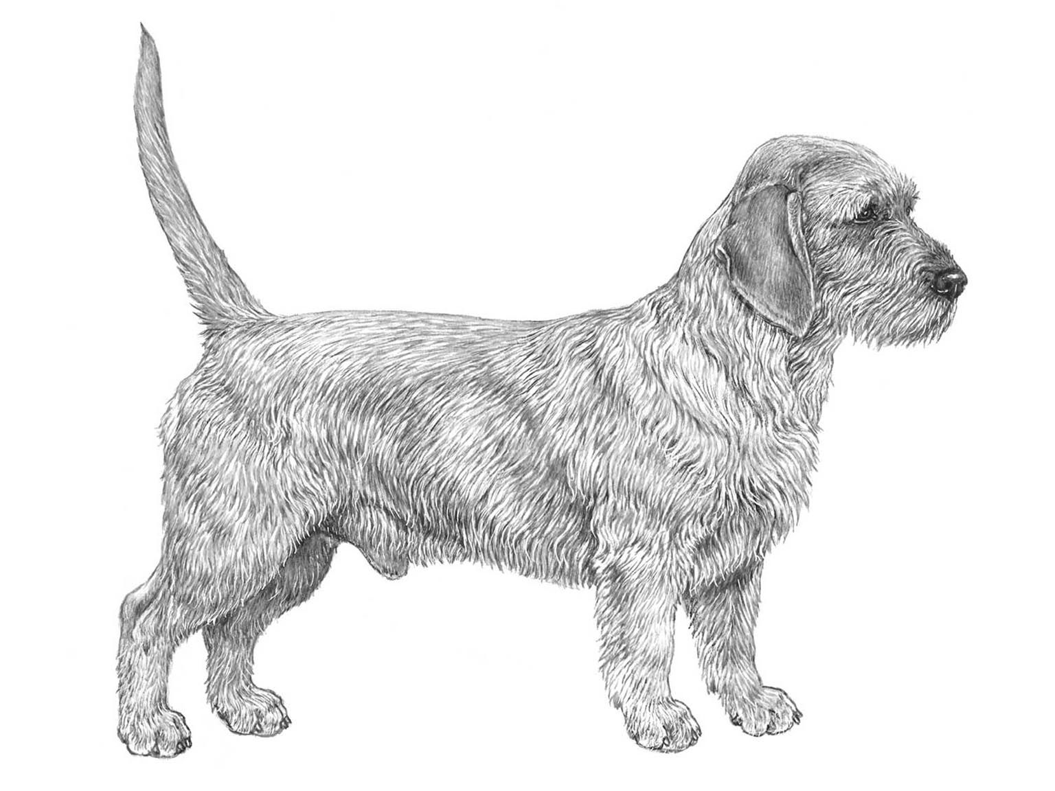 Illustration av hundrasen basset fauve de bretagne