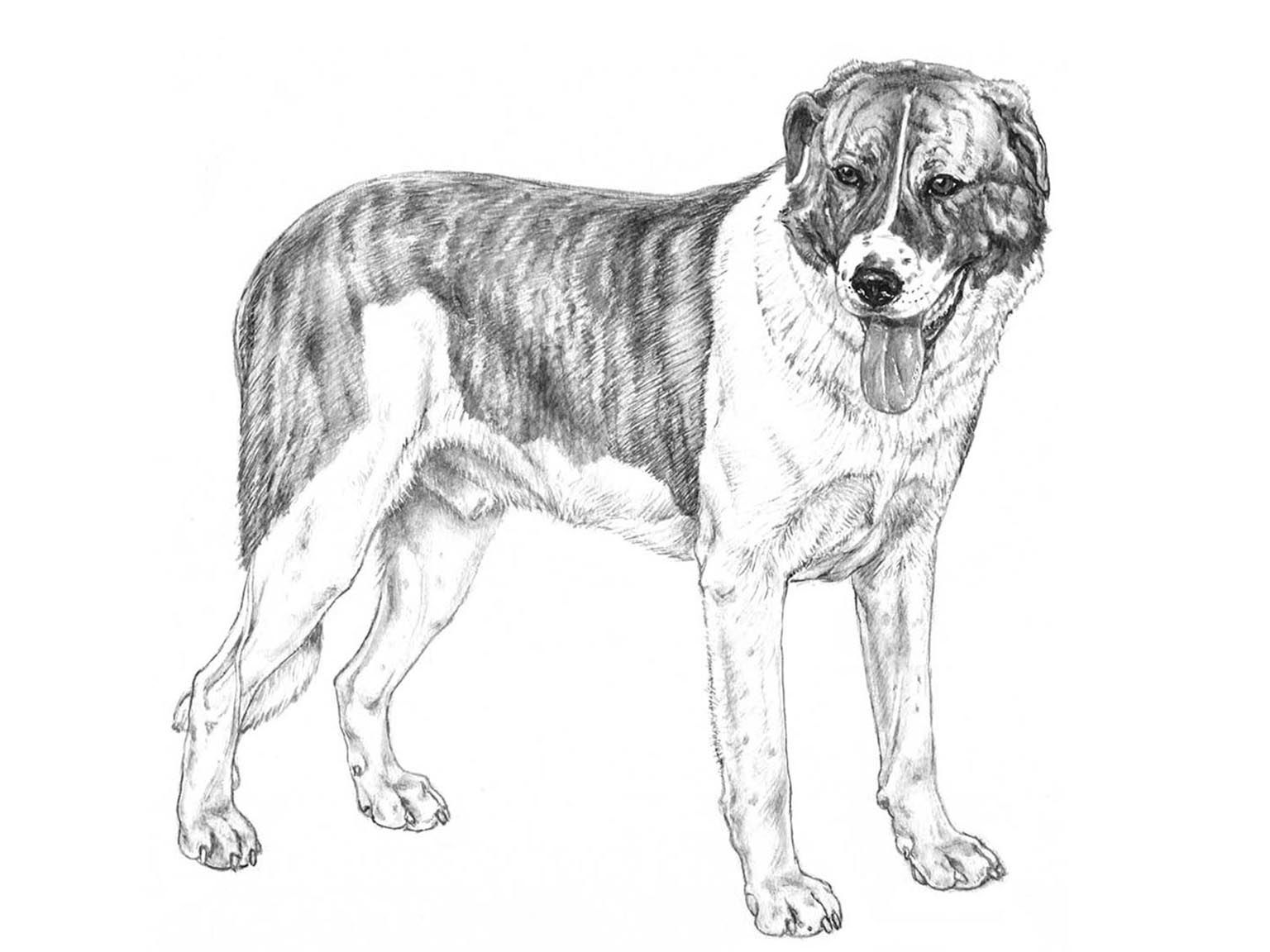 Illustration av hundrasen rafeiro do alentejo