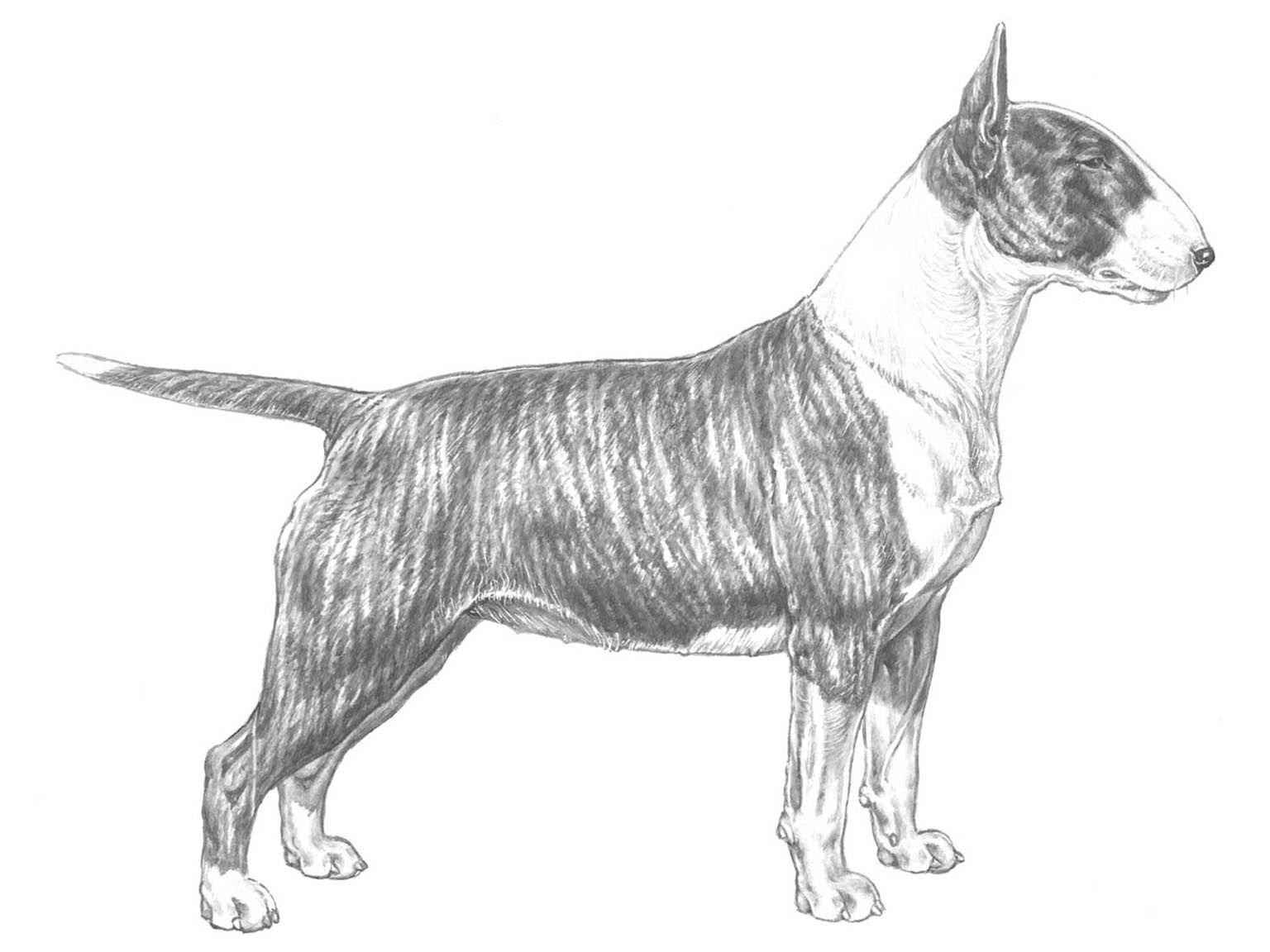 Illustration för hundrasen Bullterrier