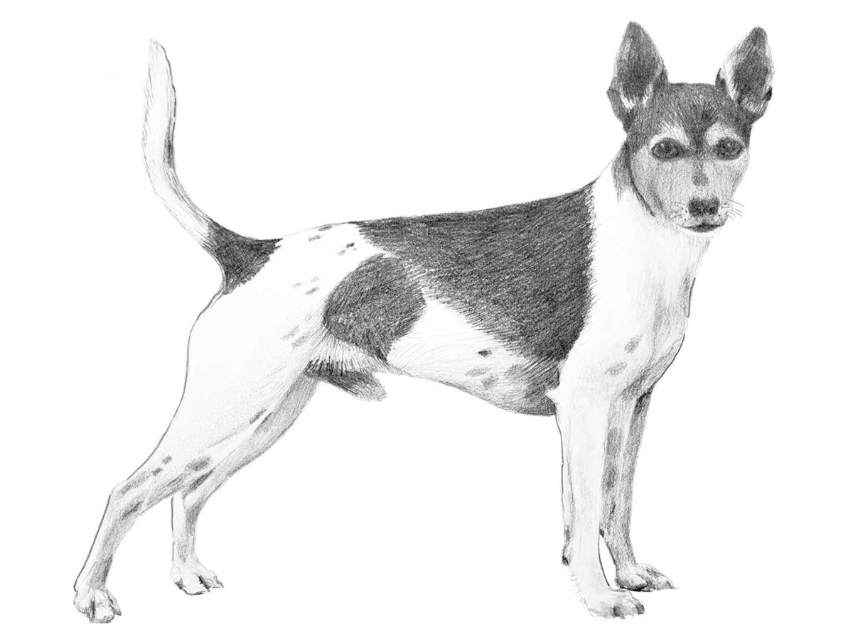 Illustration av hundrasen Tenterfield terrier
