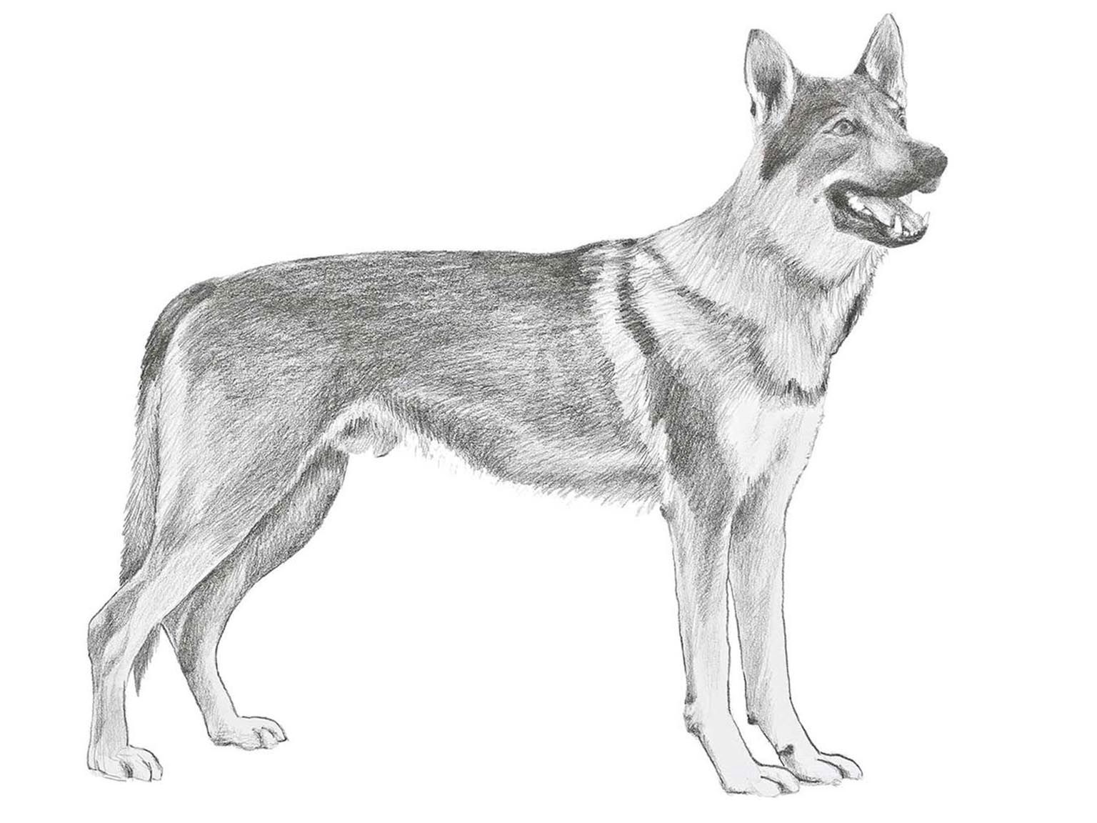Illustration av hundrasen ceskoslovenský vlciak