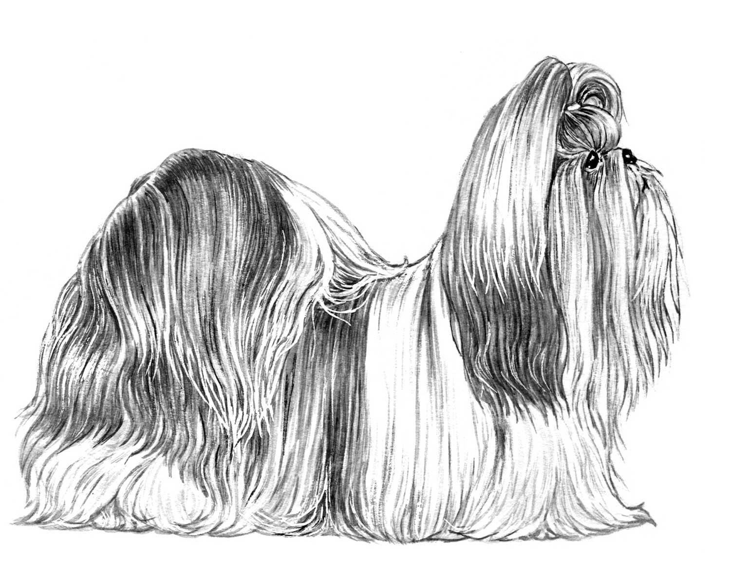 Illustration av hundrasen shih tzu
