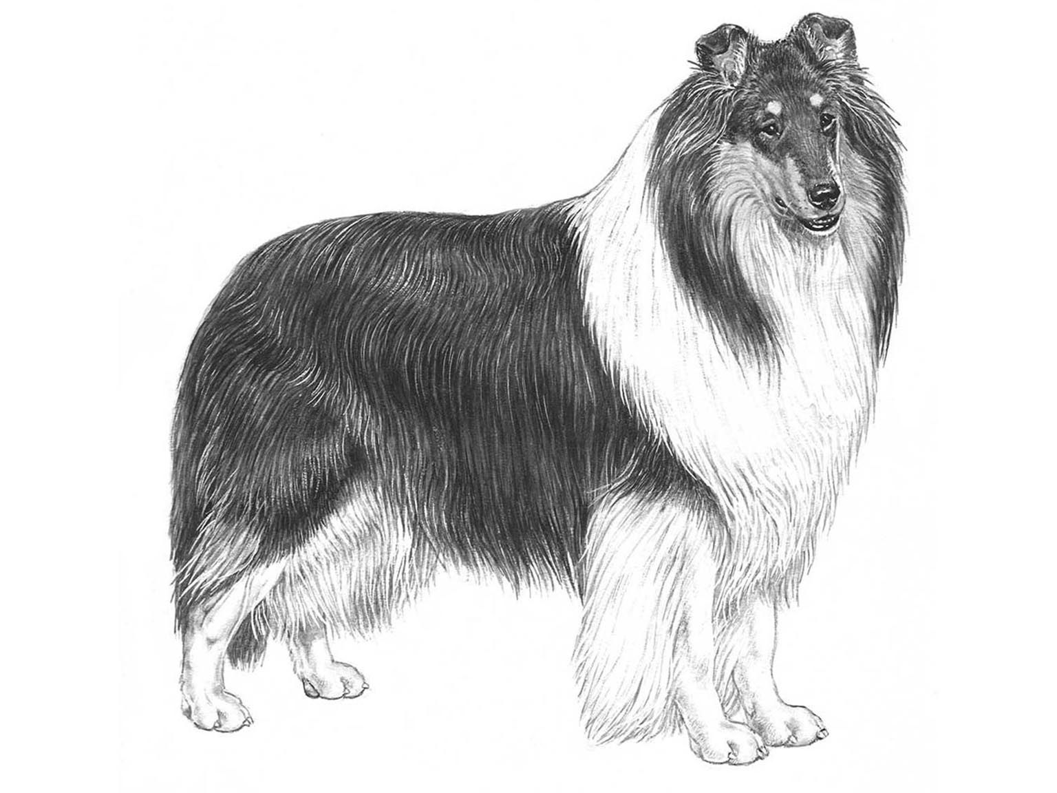 Illustration av hundrasen collie, långhårig