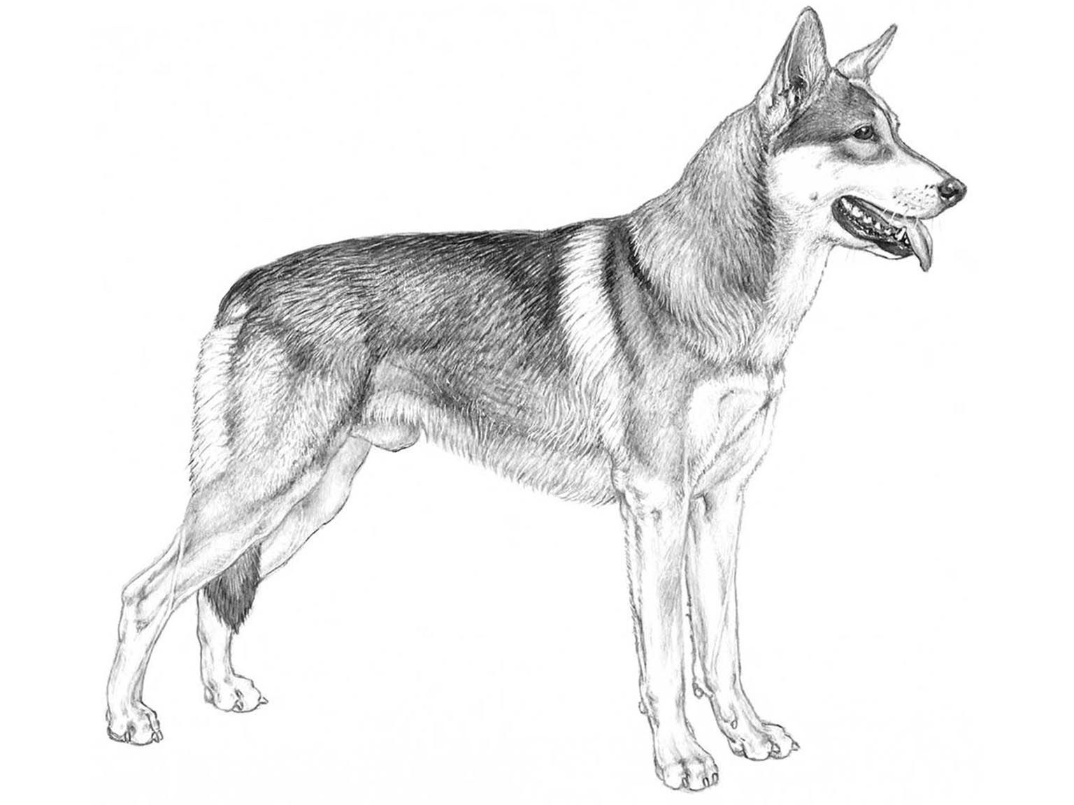 Illustration för hundrasen Saarloos wolfhond