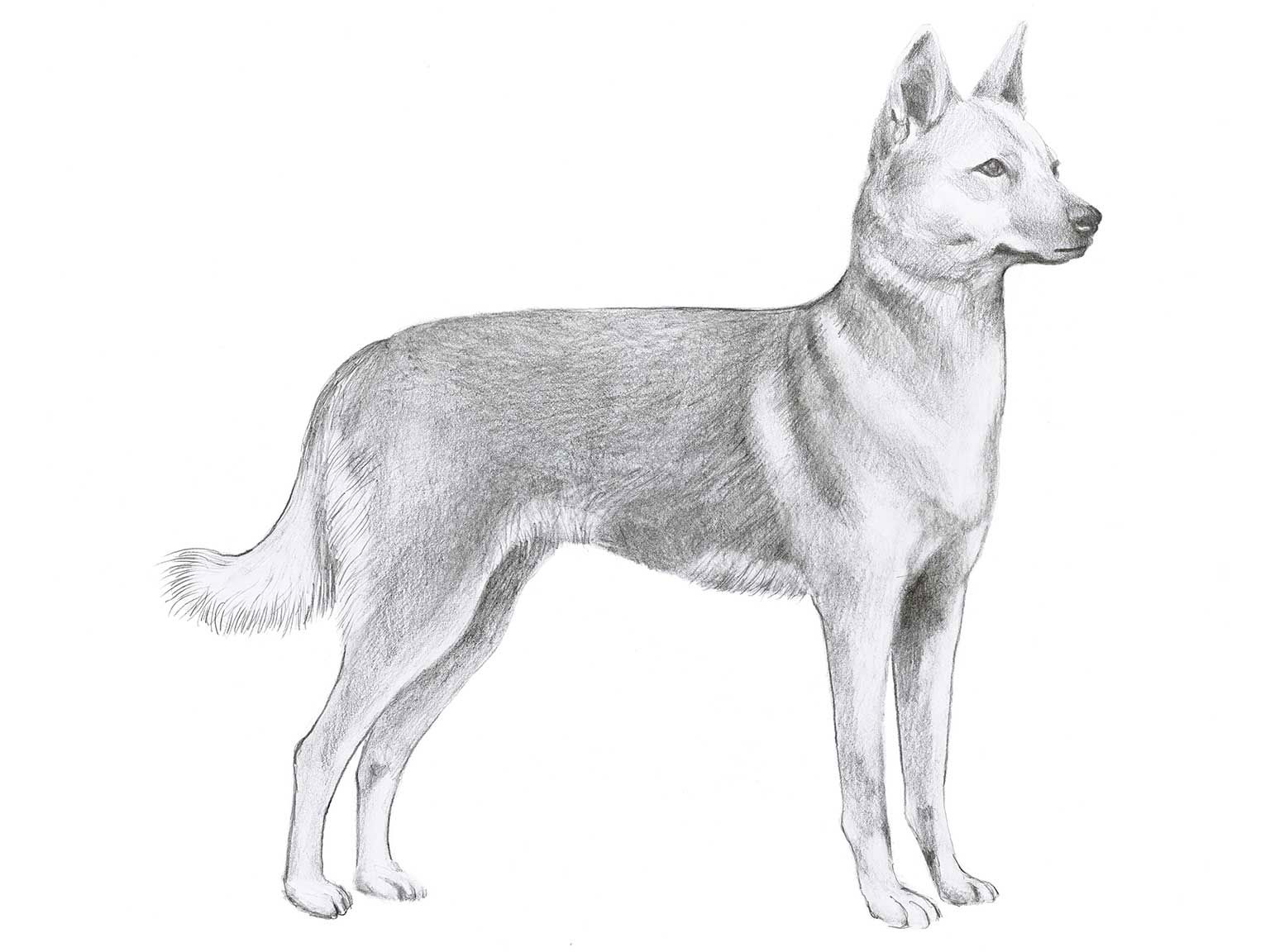Illustration av hundrasen korea jindo dog