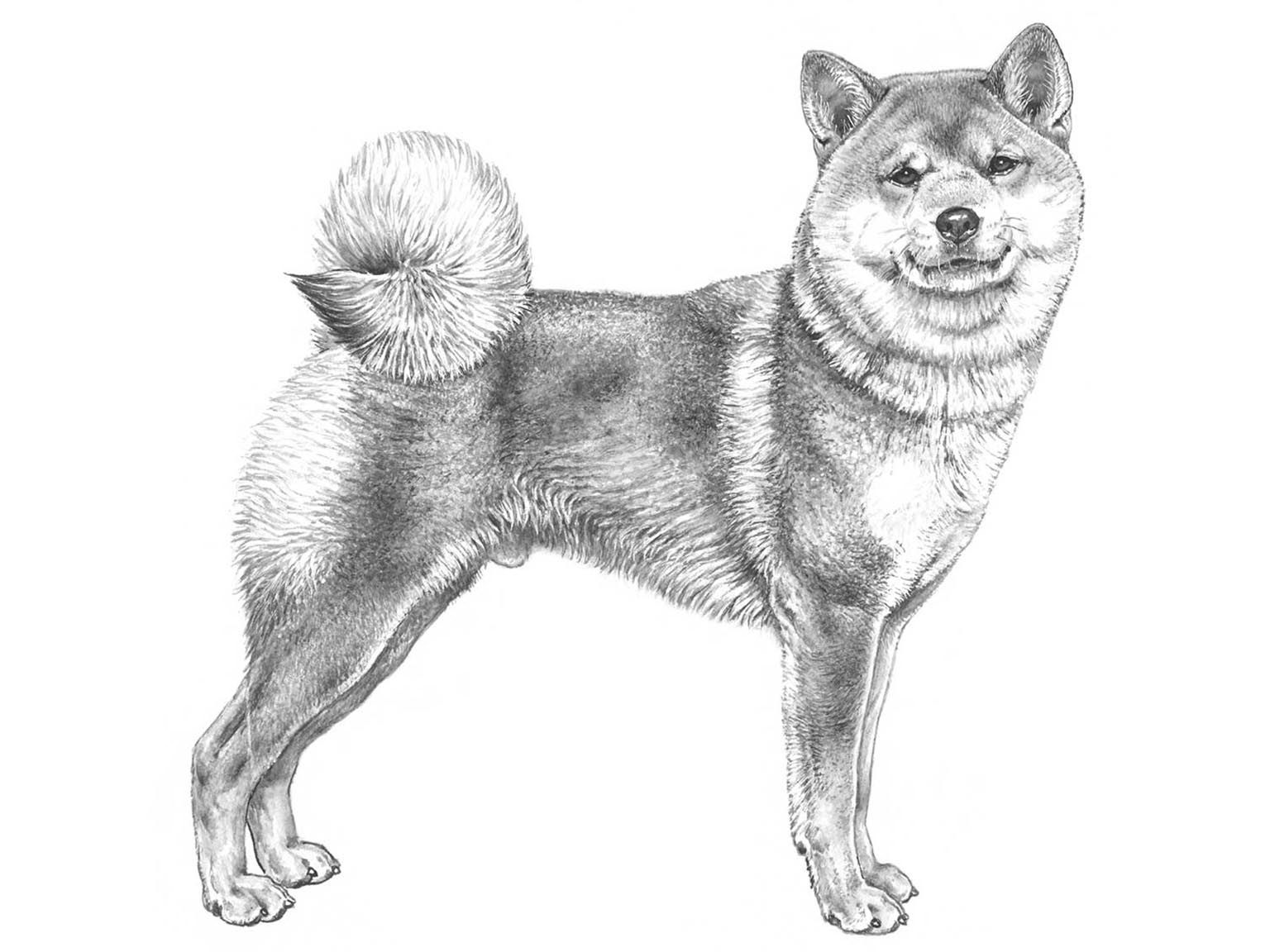 Illustration av hundrasen Shiba