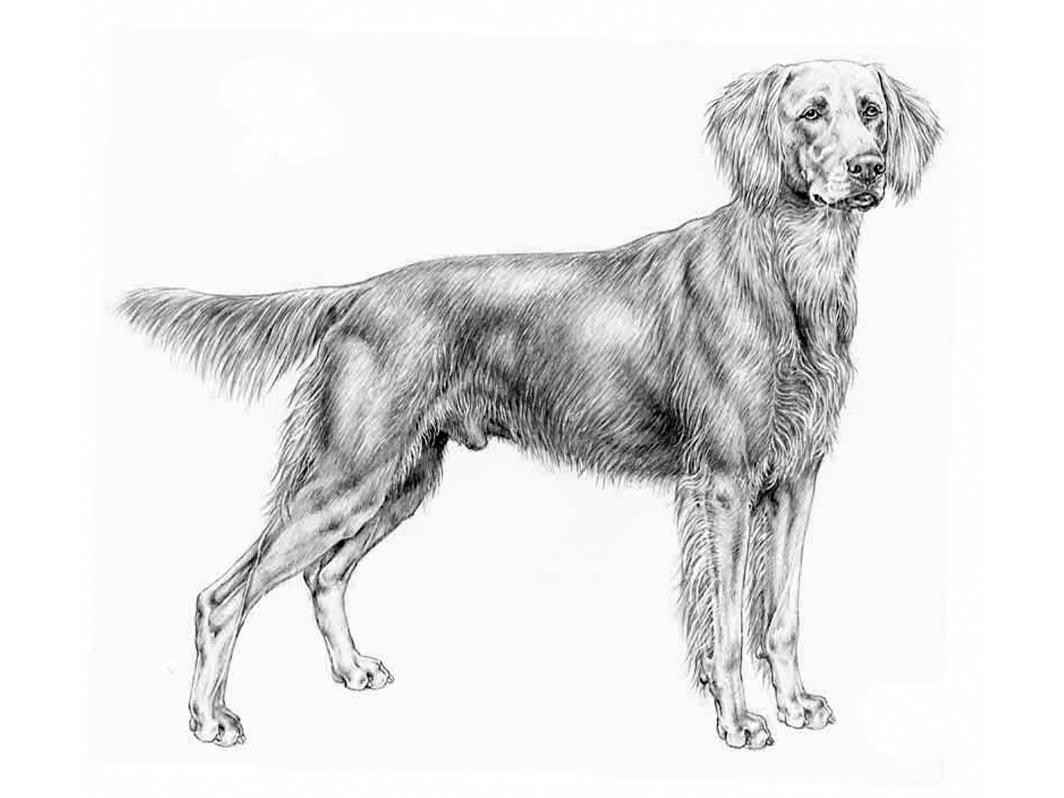 Illustration av hundrasen weimaraner, långhårig