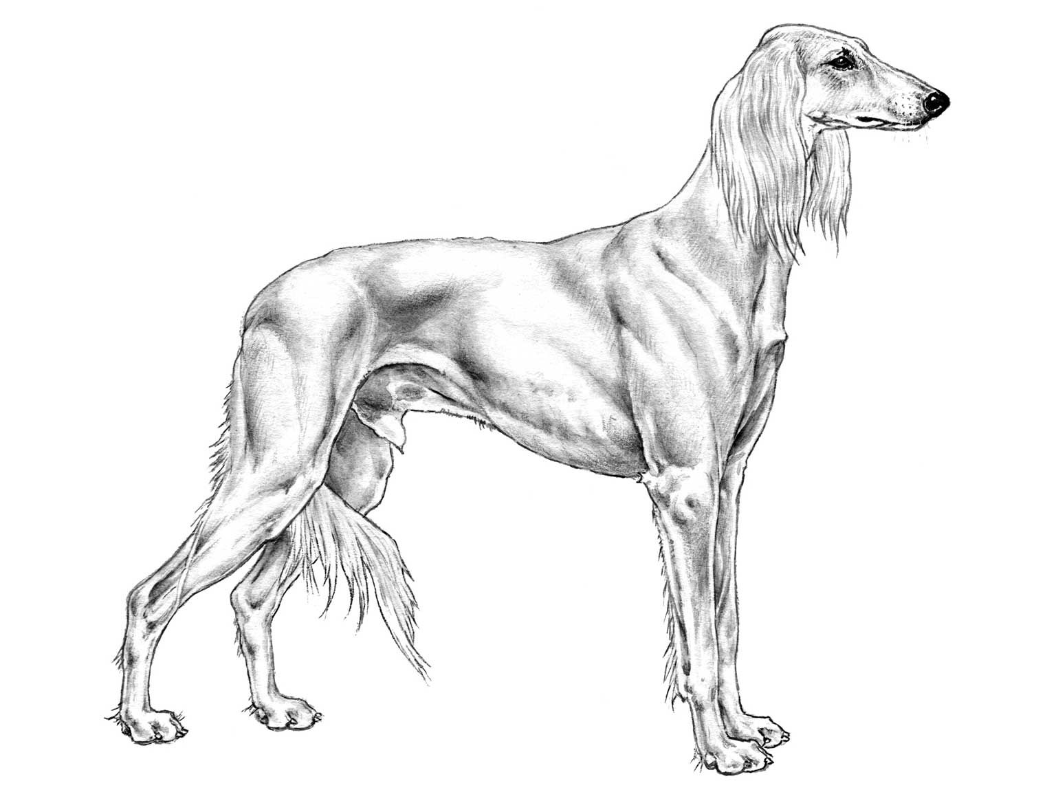 Illustration av hundrasen saluki