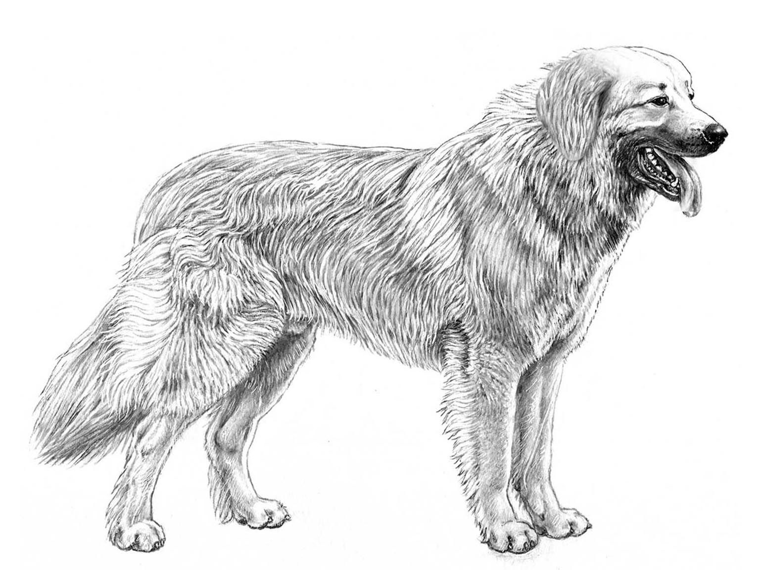 Illustration av hundrasen kavkazskaja ovtcharka