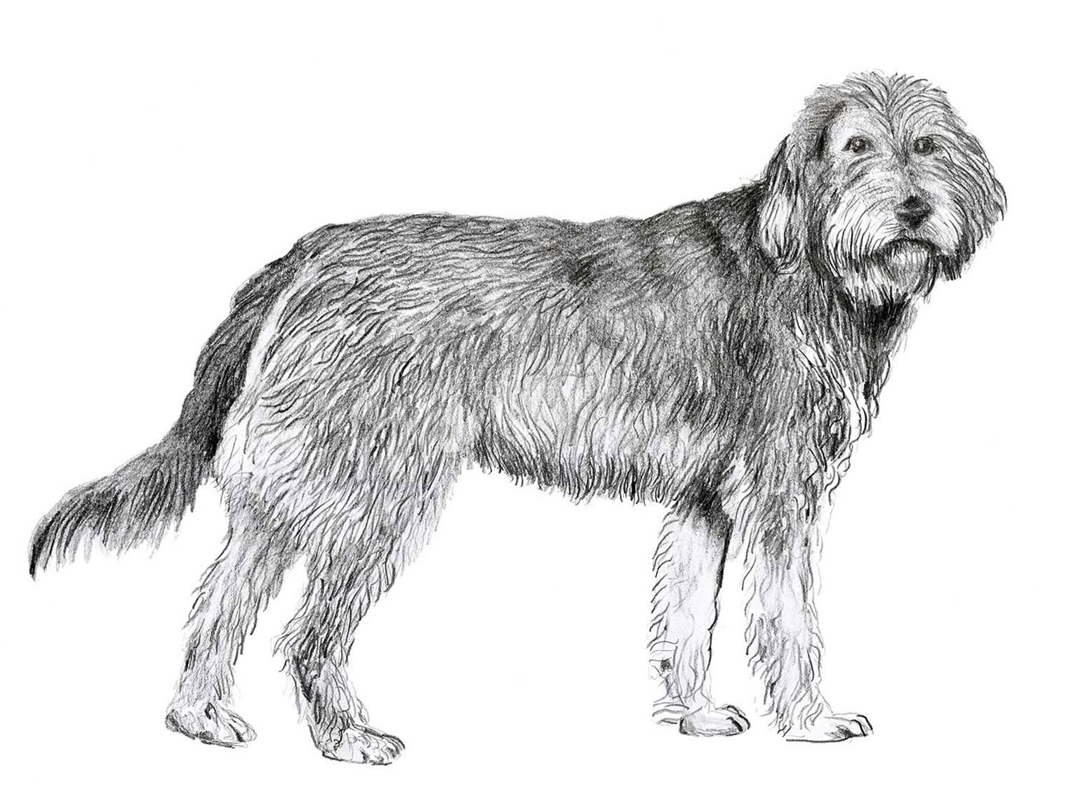Illustration av hundrasen griffon nivernais
