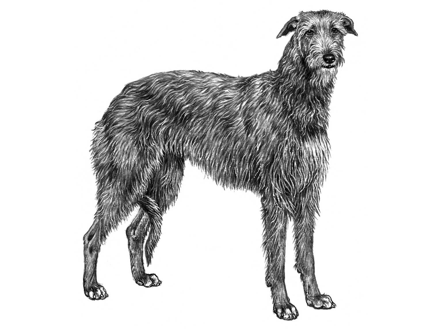 Illustration av hundrasen skotsk hjorthund