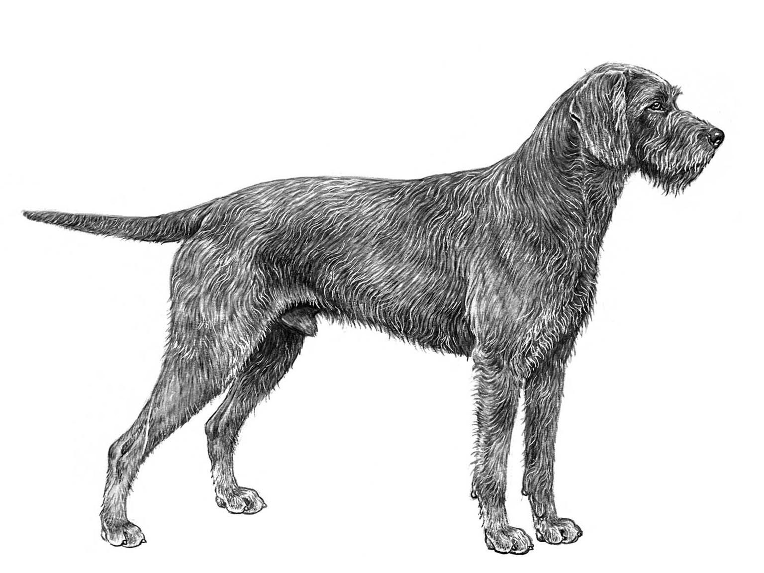 Illustration av hundrasen pudelpointer