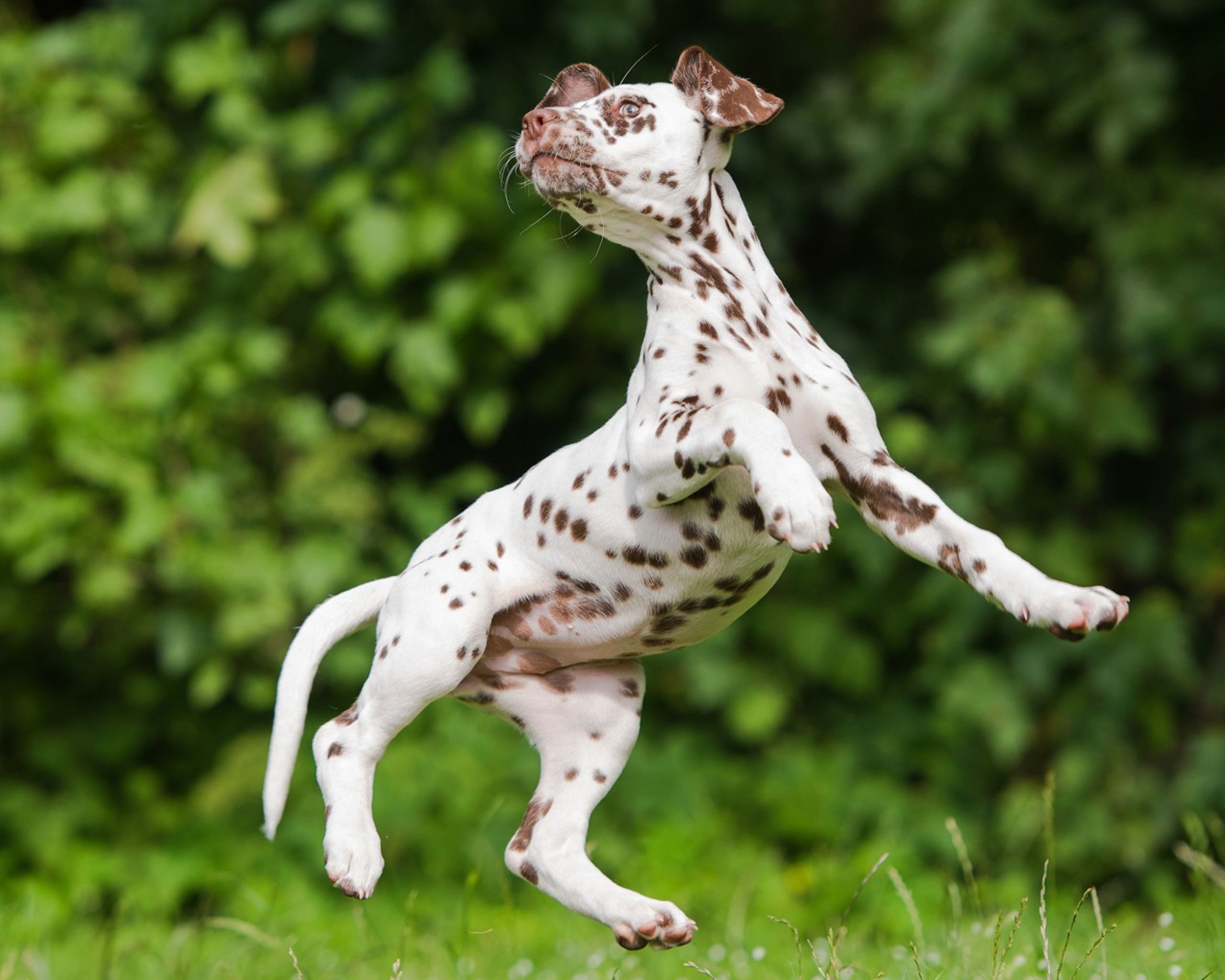 Dalmatiner hundvalp
