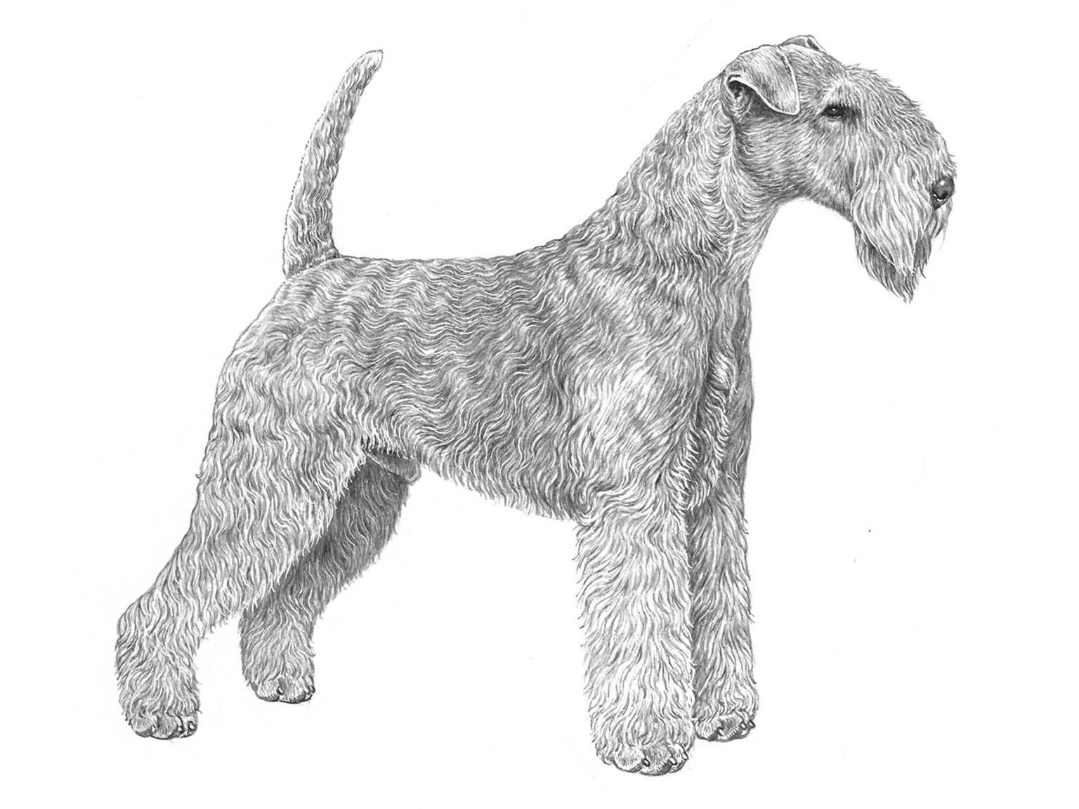 Illustration av hundrasen Lakelandterrier