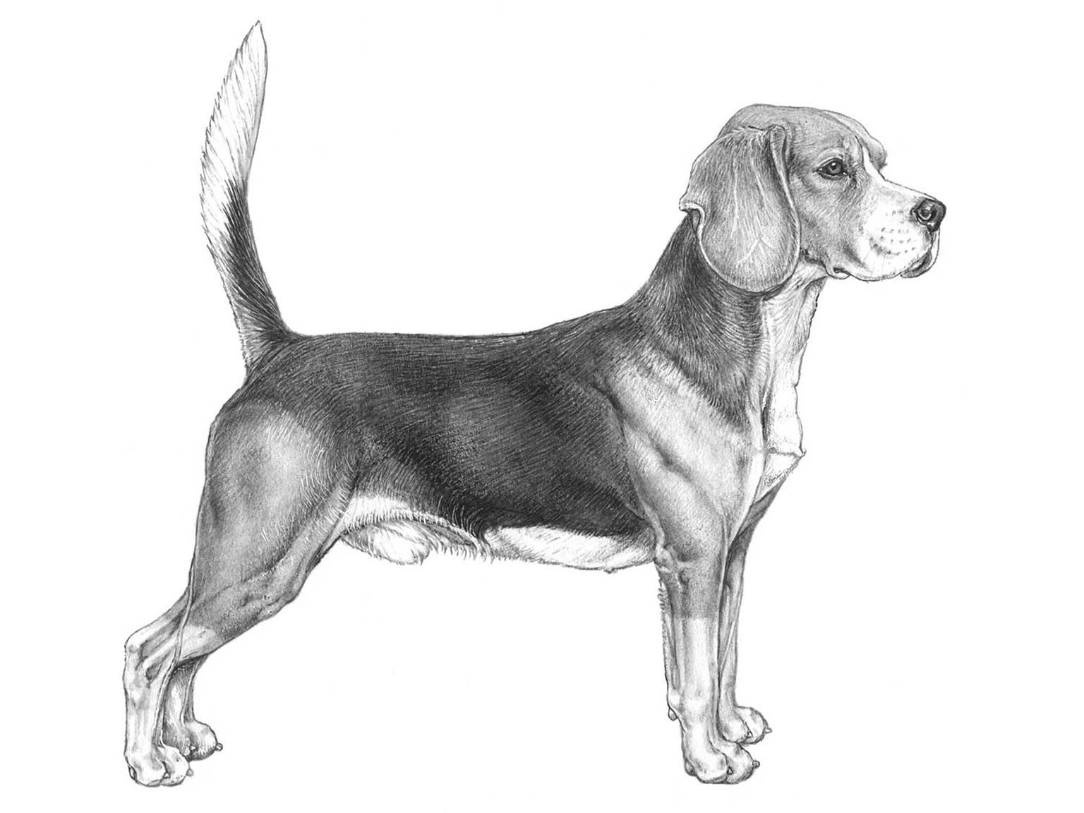Illustration av hundrasen beagle