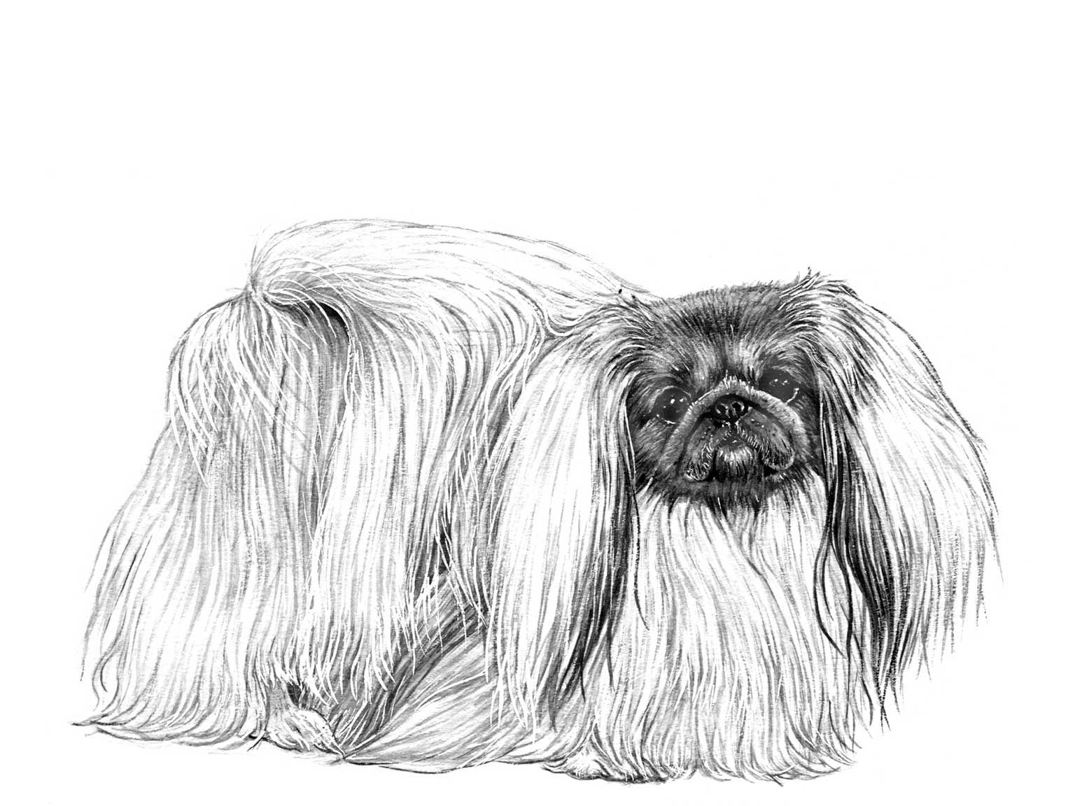 Illustration av hundrasen pekingese