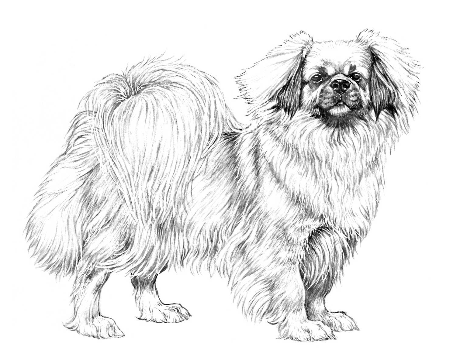Illustration av hundrasen tibetansk spaniel