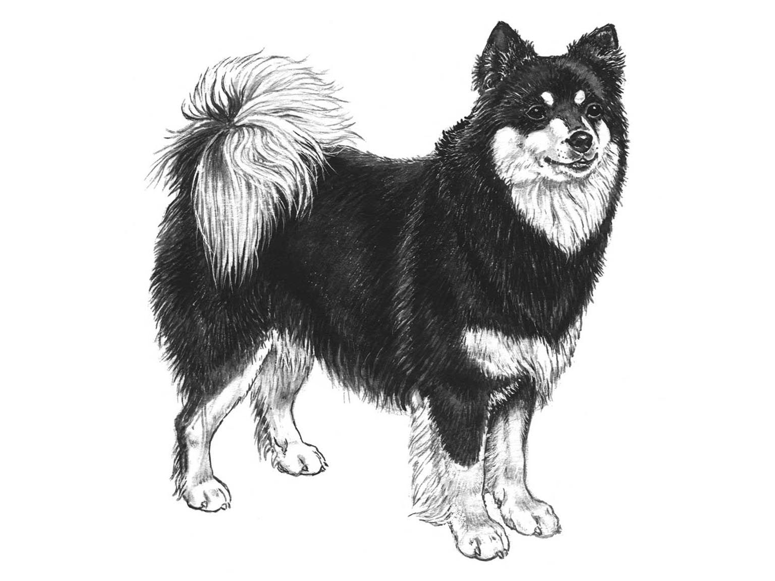 Illustration av hundrasen Finsk lapphund