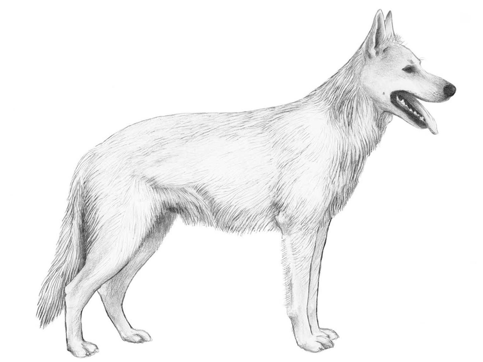 Illustration av hundrasen vit herdehund, korthårig