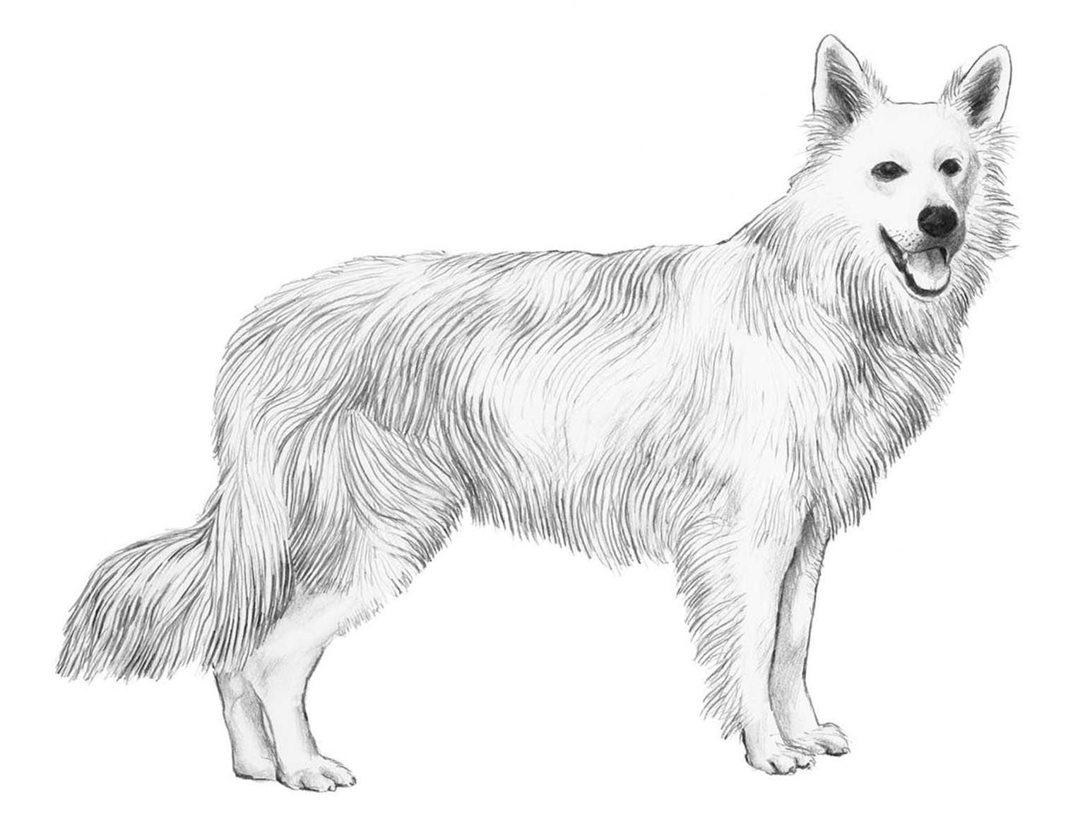 Illustration av hundrasen vit herdehund, långhårig