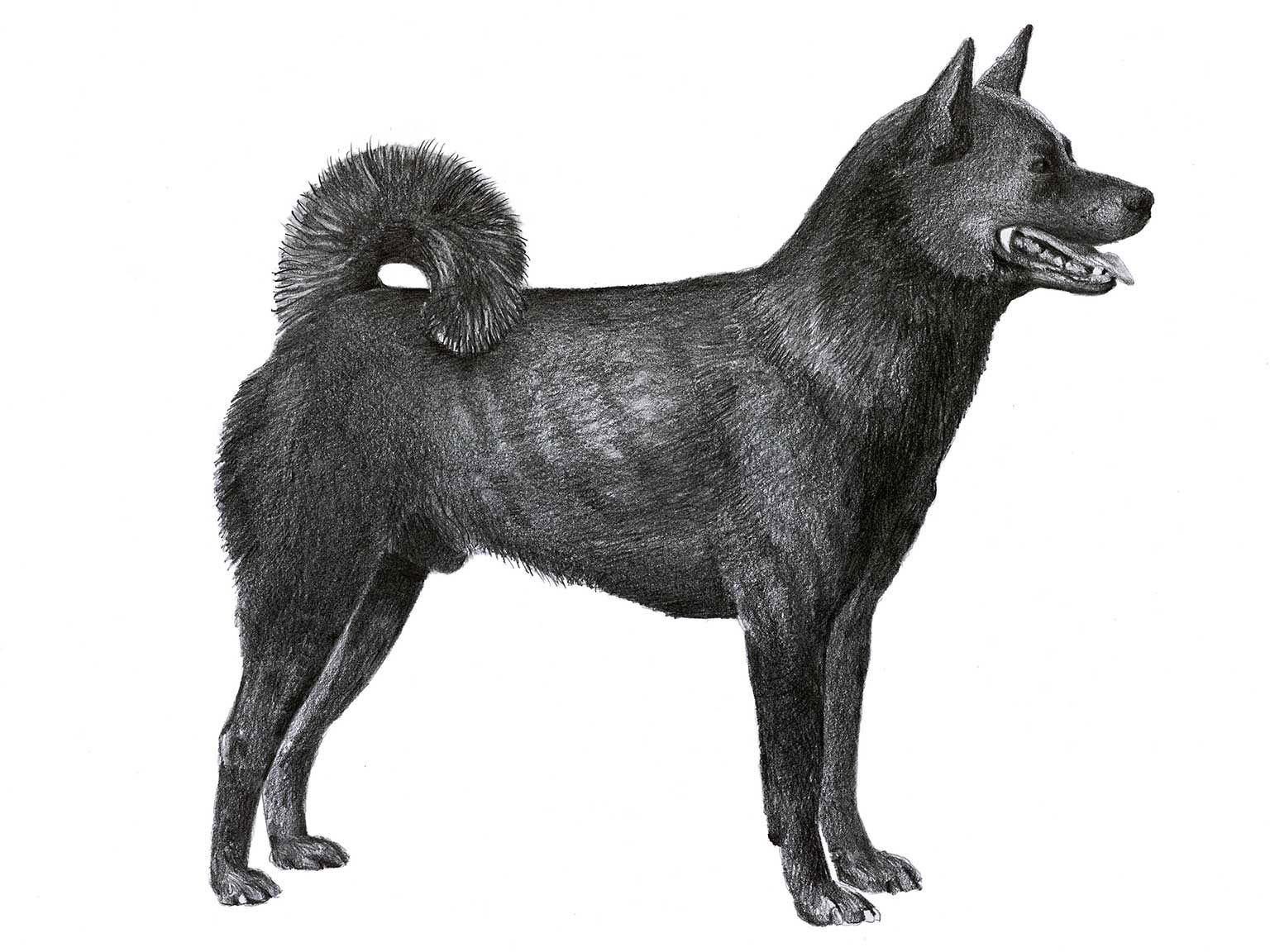Illustration av hundrasen kai