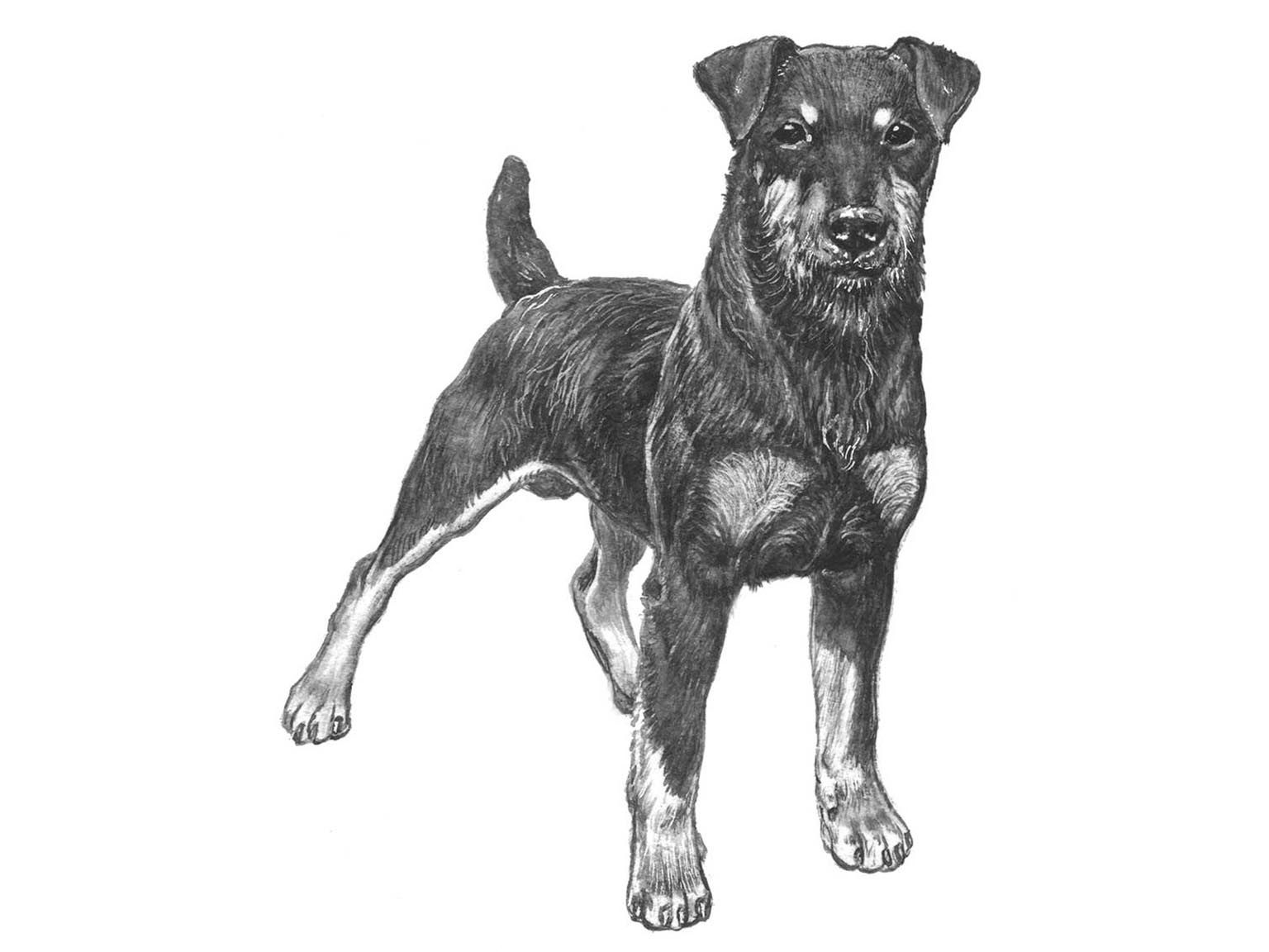 Illustration av hundrasen Tysk jaktterrier