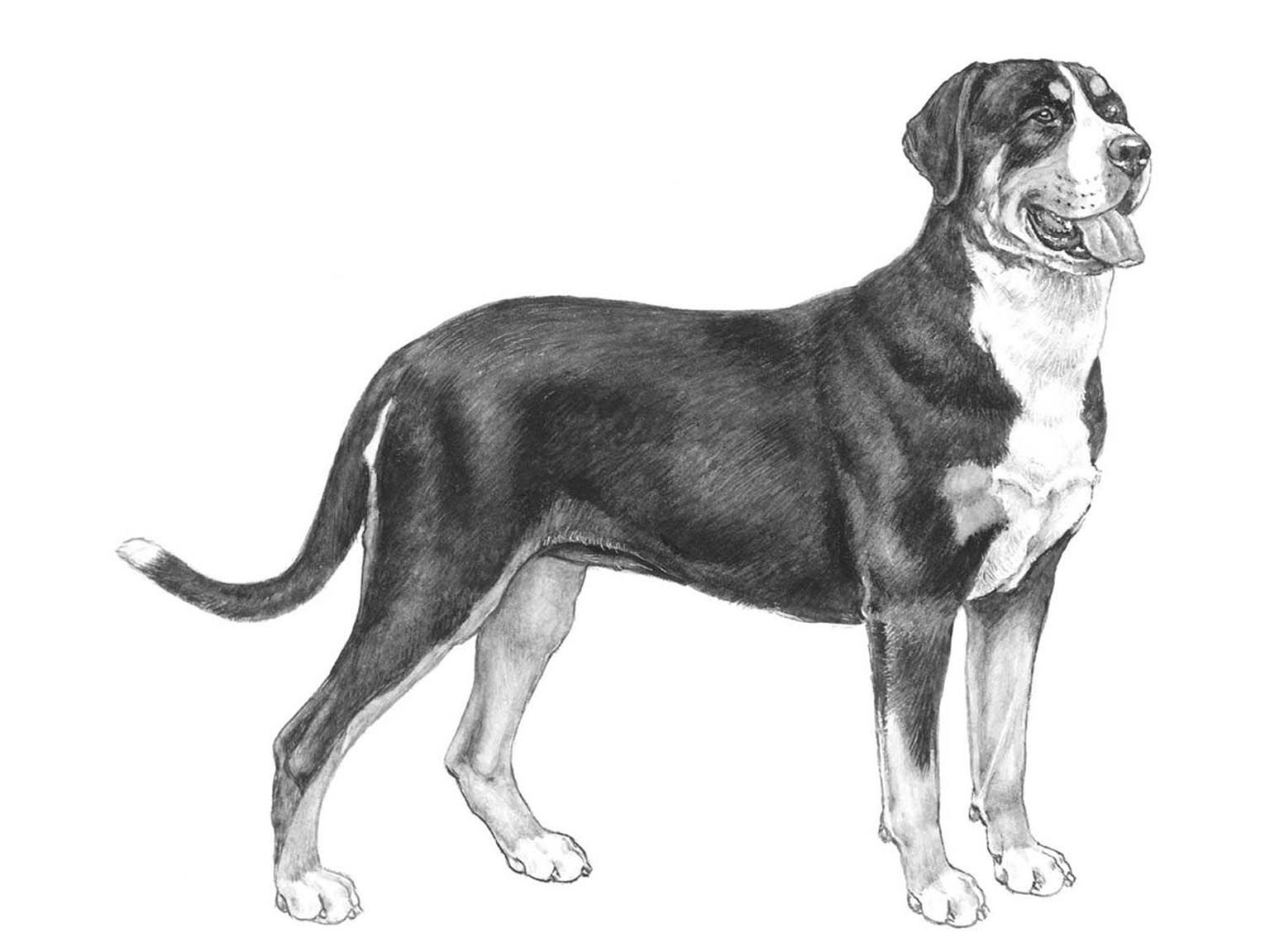 Illustration av hundrasen grosser schweizer sennenhund