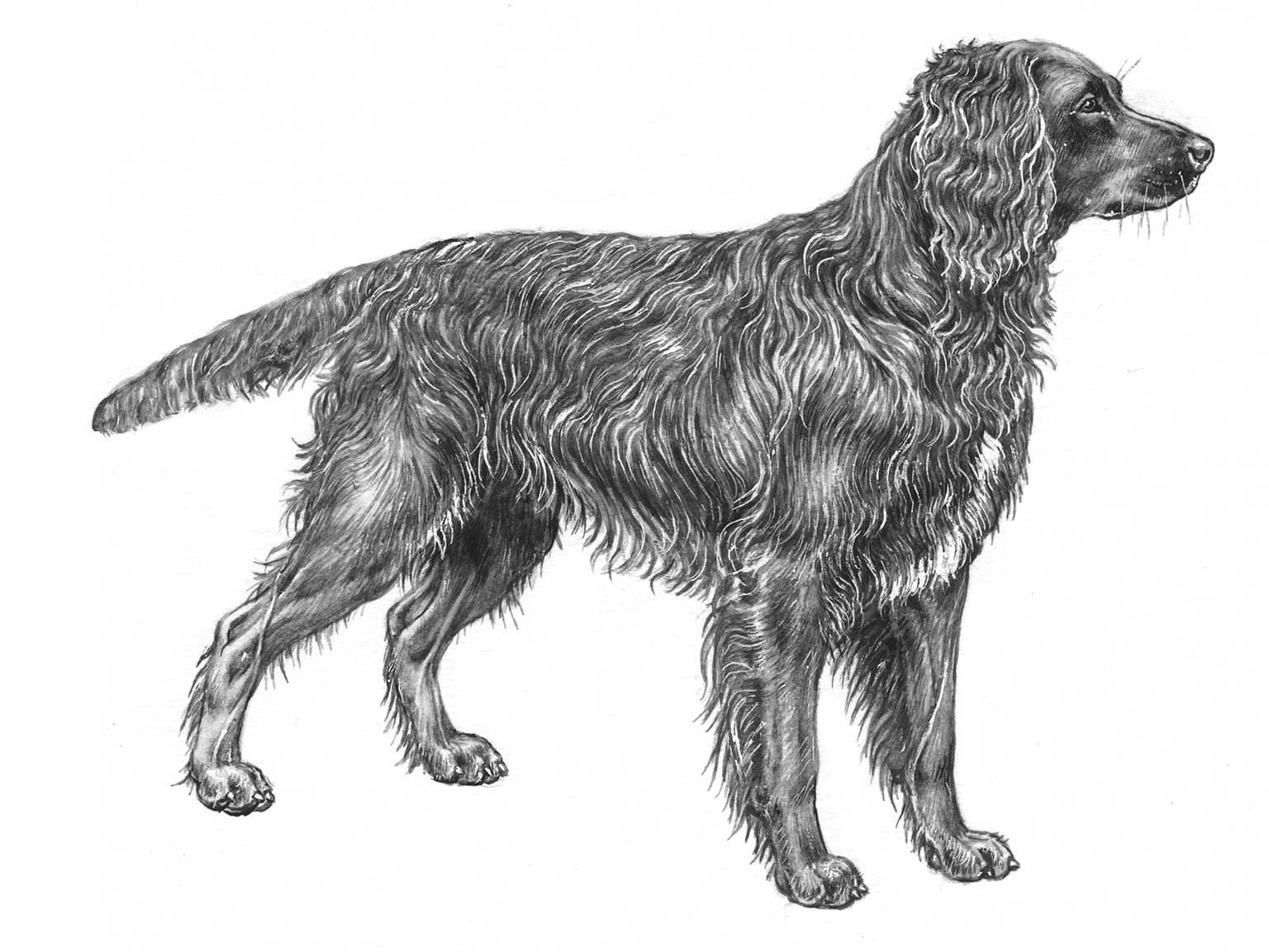 Illustration av hundrasen wachtelhund