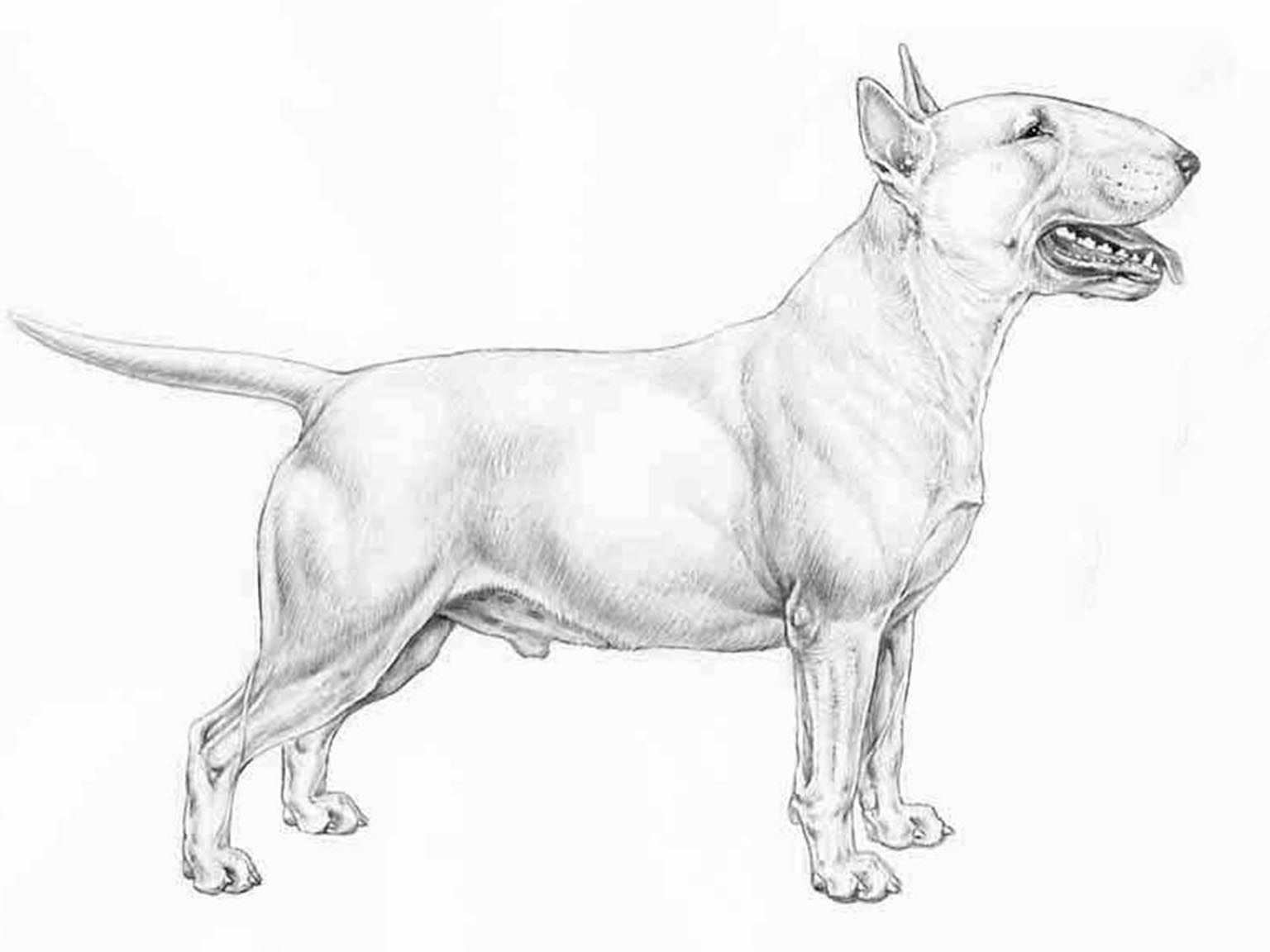 Illustration av hundrasen Miniatyrbullterrier
