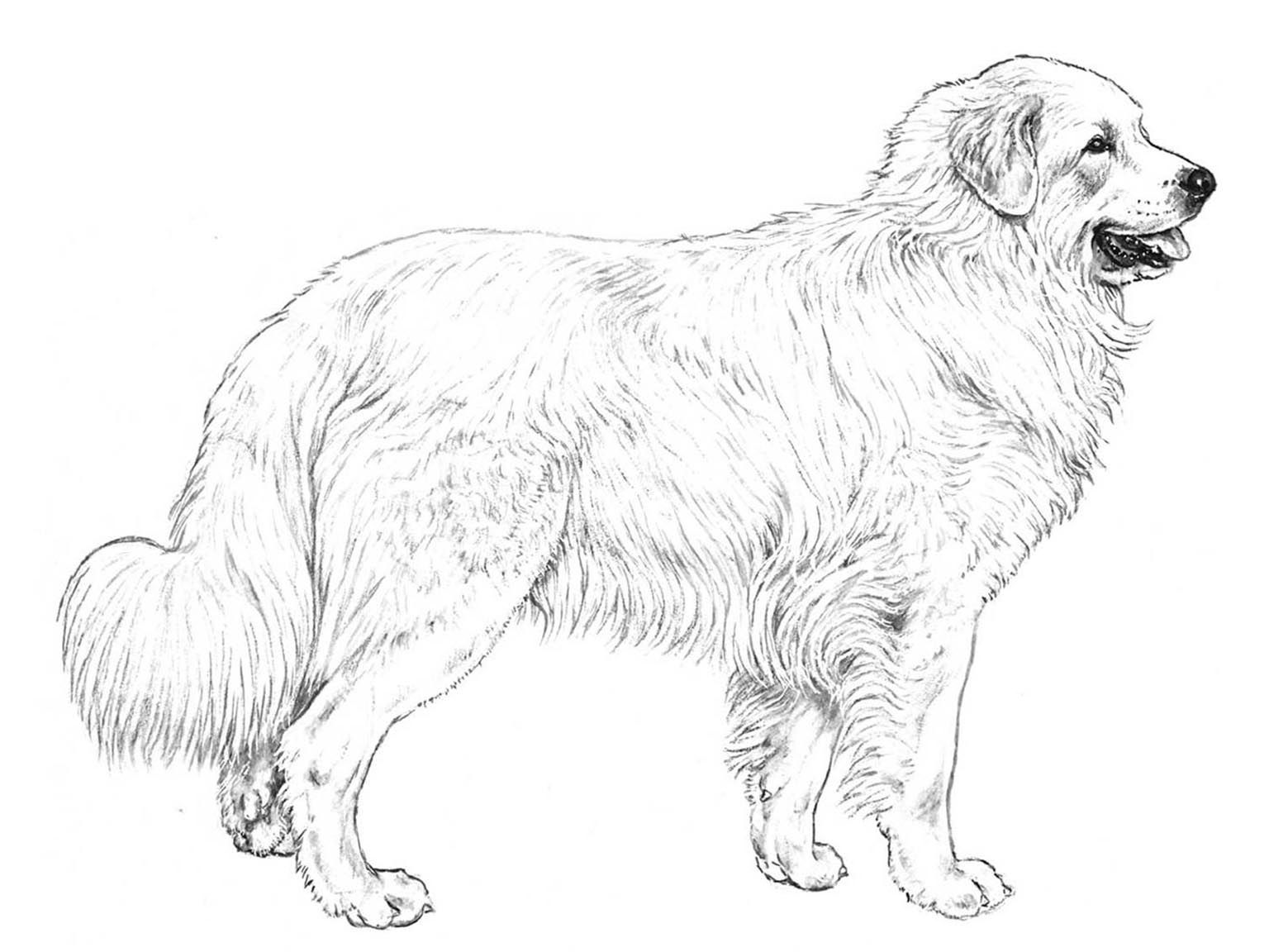 Illustration av hundrasen pyreneerhund