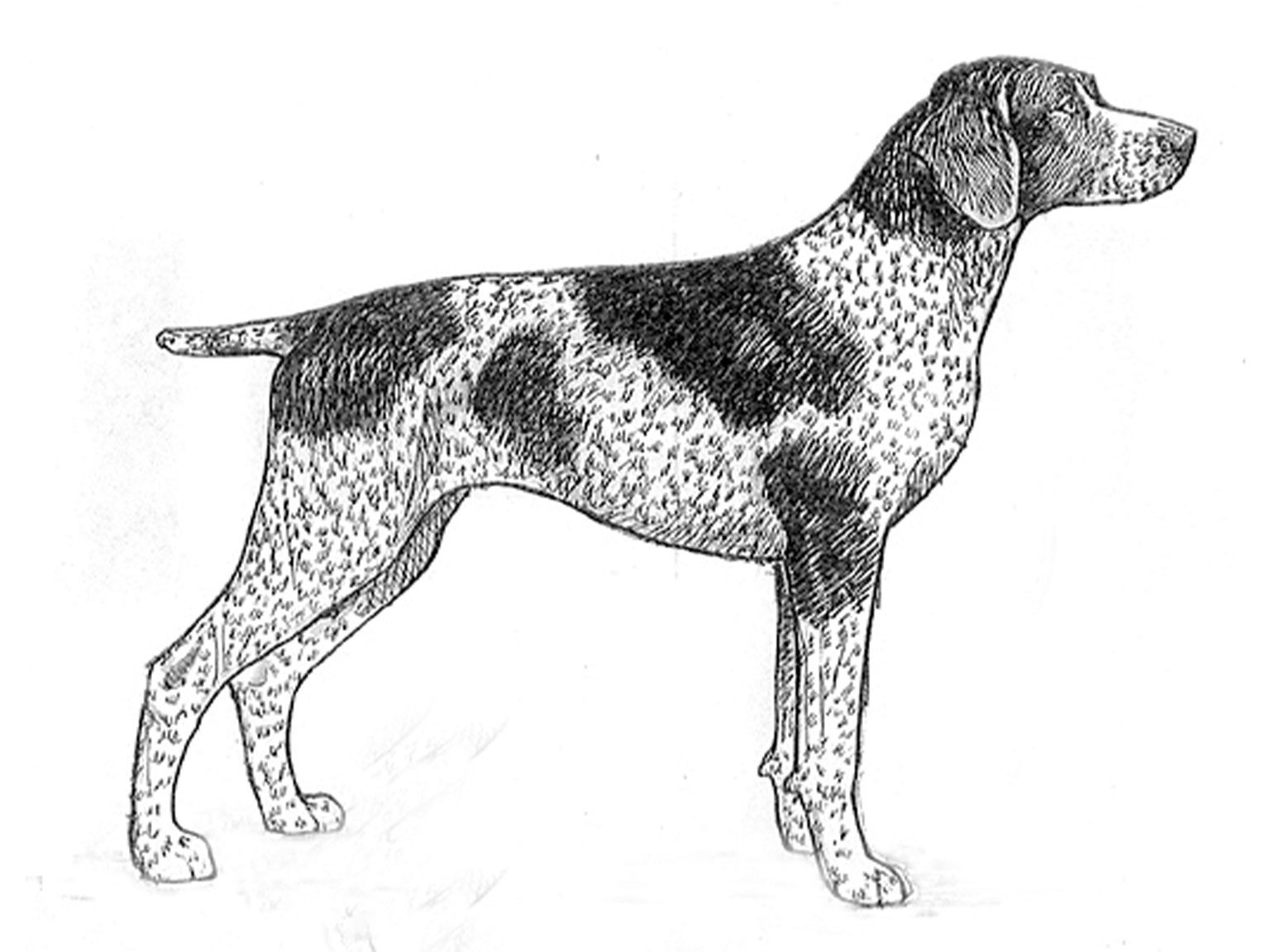 Illustration av hundrasen braque francais, type pyrénées
