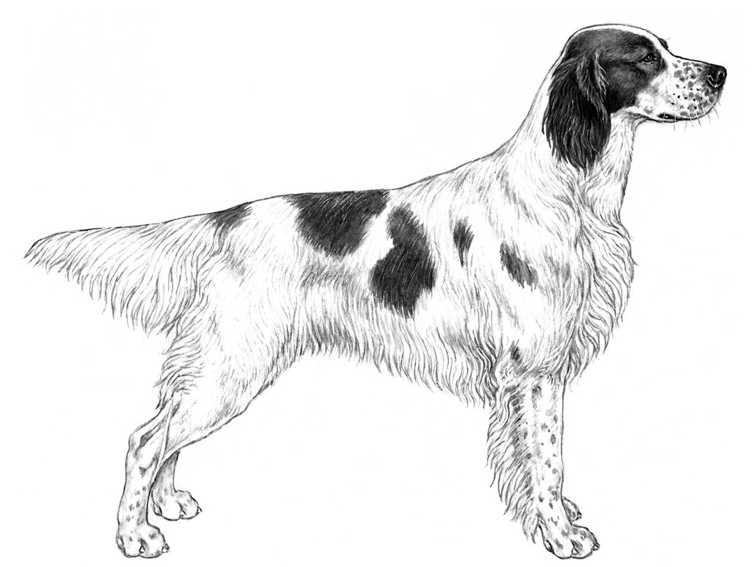 Illustration av hundrasen irländsk röd och vit setter