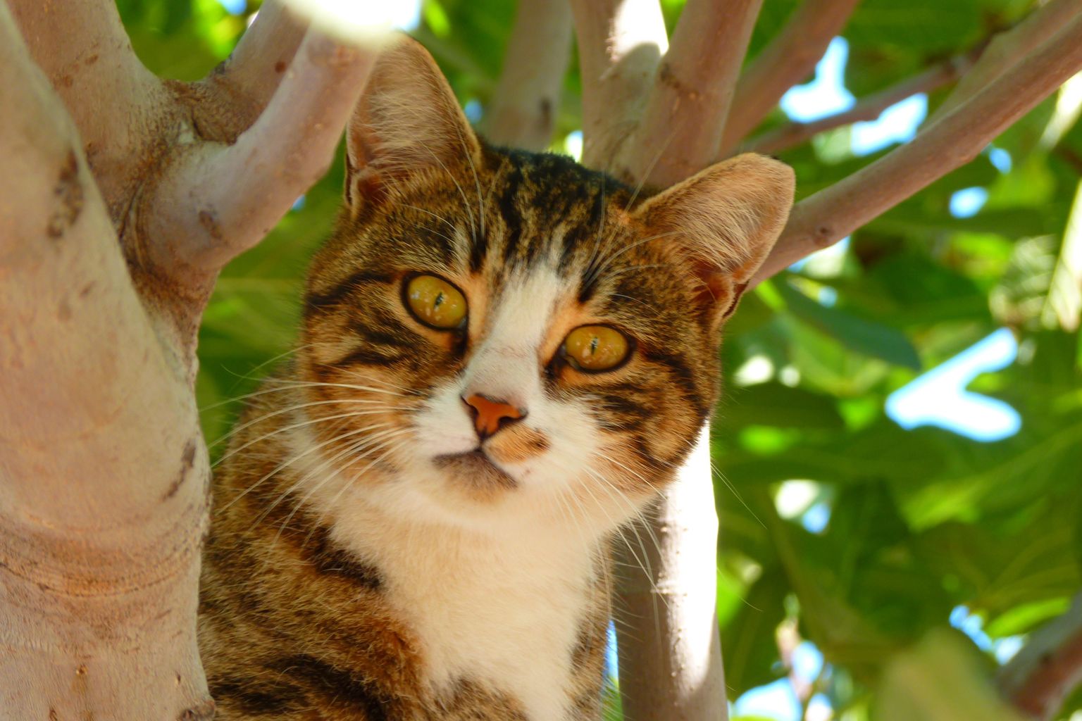 Flerfärgad korthårig katt sitter i ett träd.