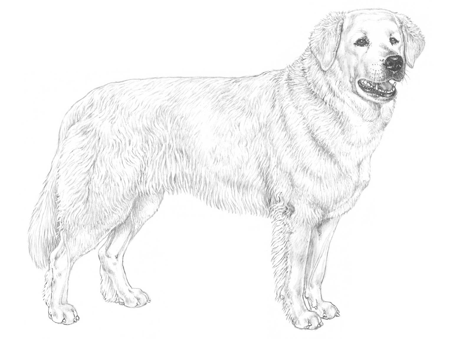 Illustration av hundrasen slovensky cuvac