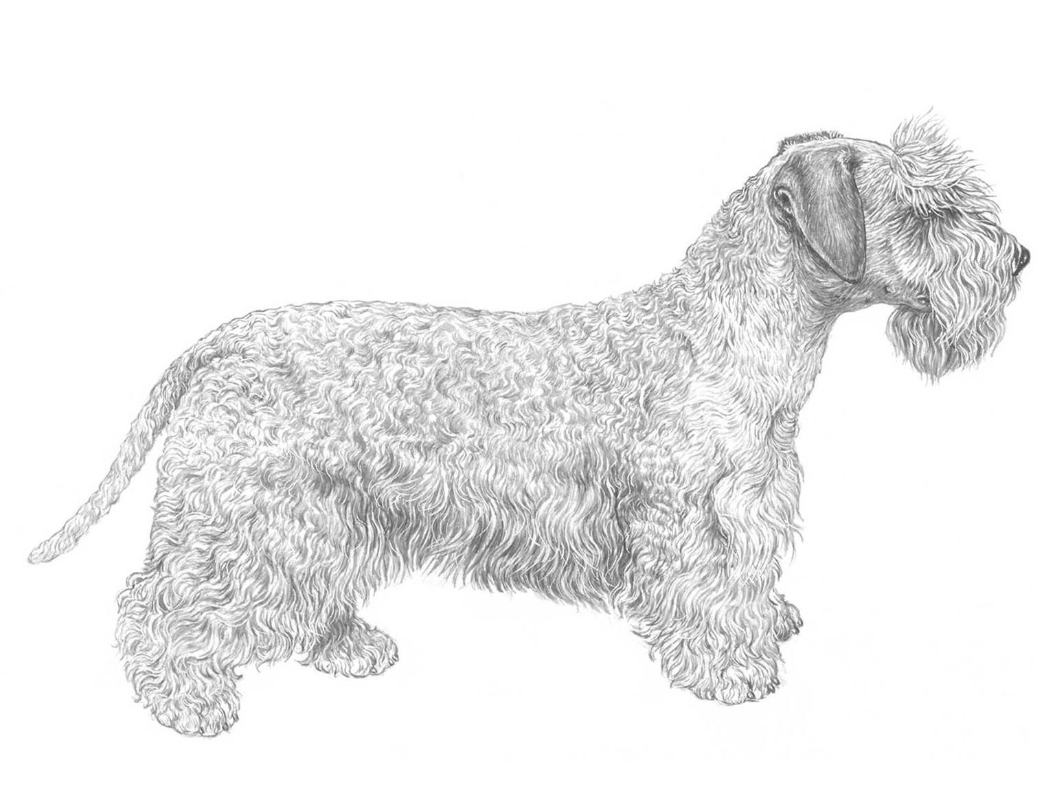 Illustration av hundrasen Ceskyterrier