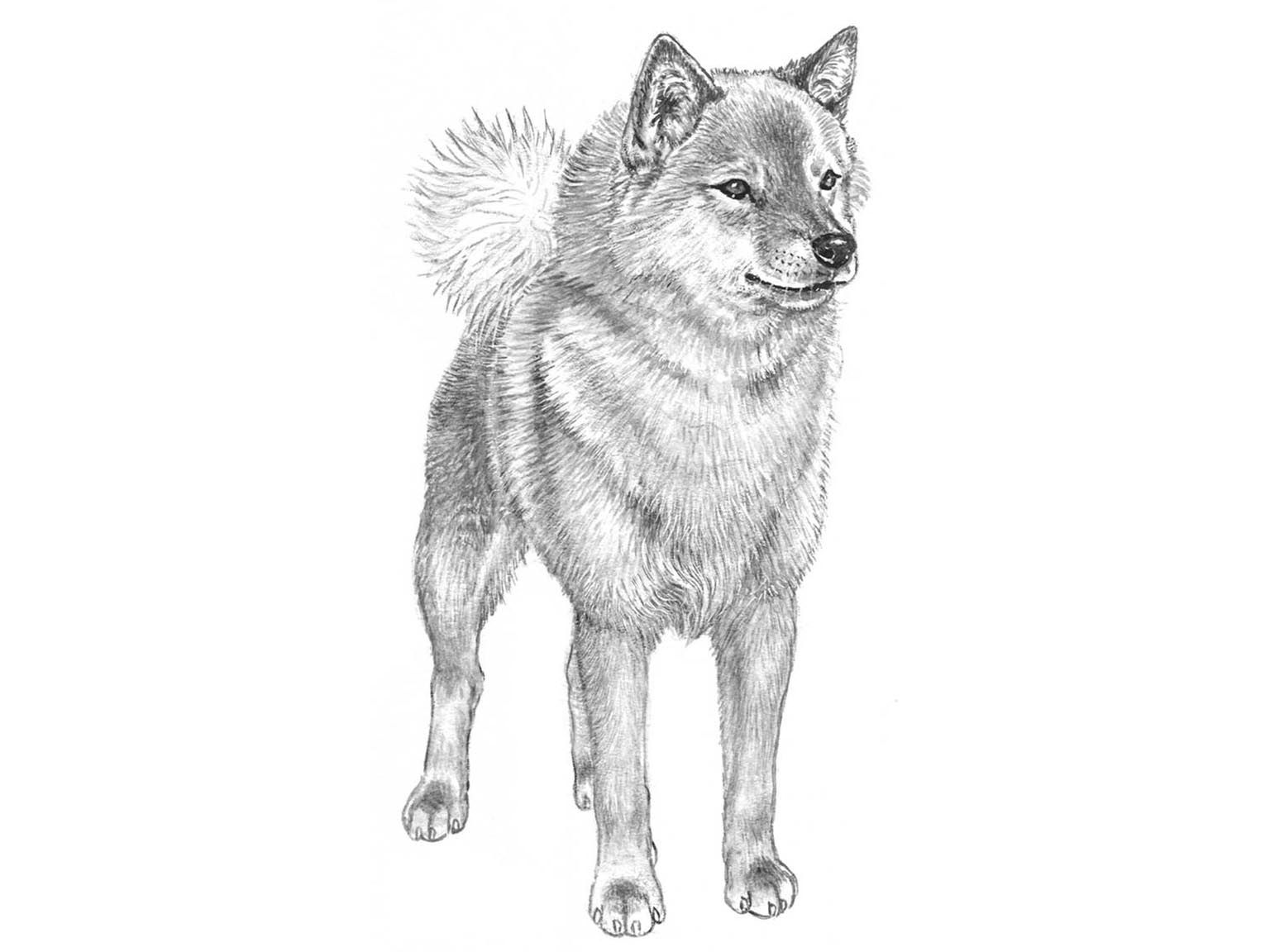 Illustration av hundrasen Finsk spets