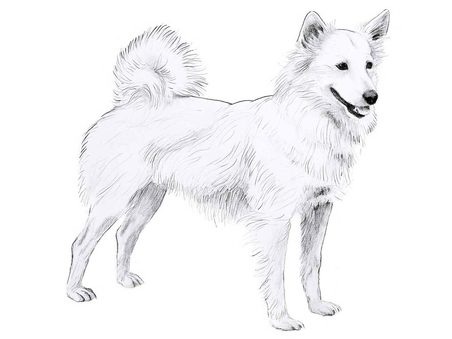 Illustration av hundrasen dansk spids