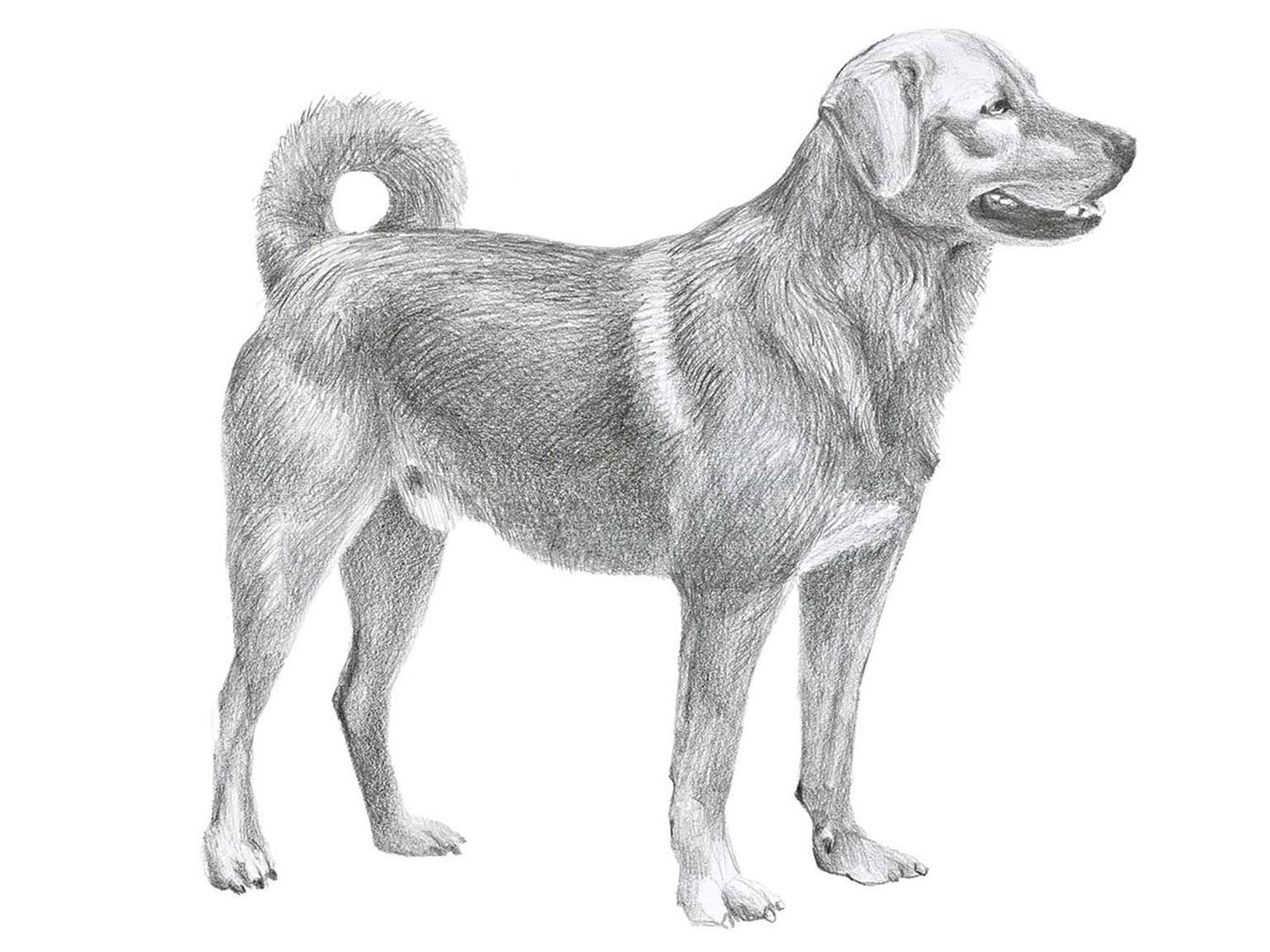 Illustration av hundrasen österrichisher pinscher